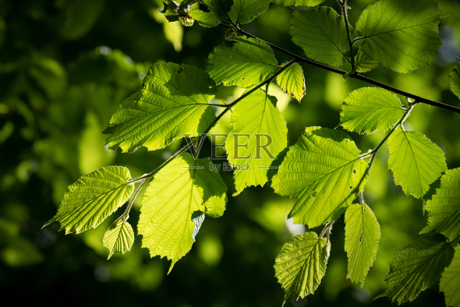 淡褐色的树枝靠近。照片摄影图片