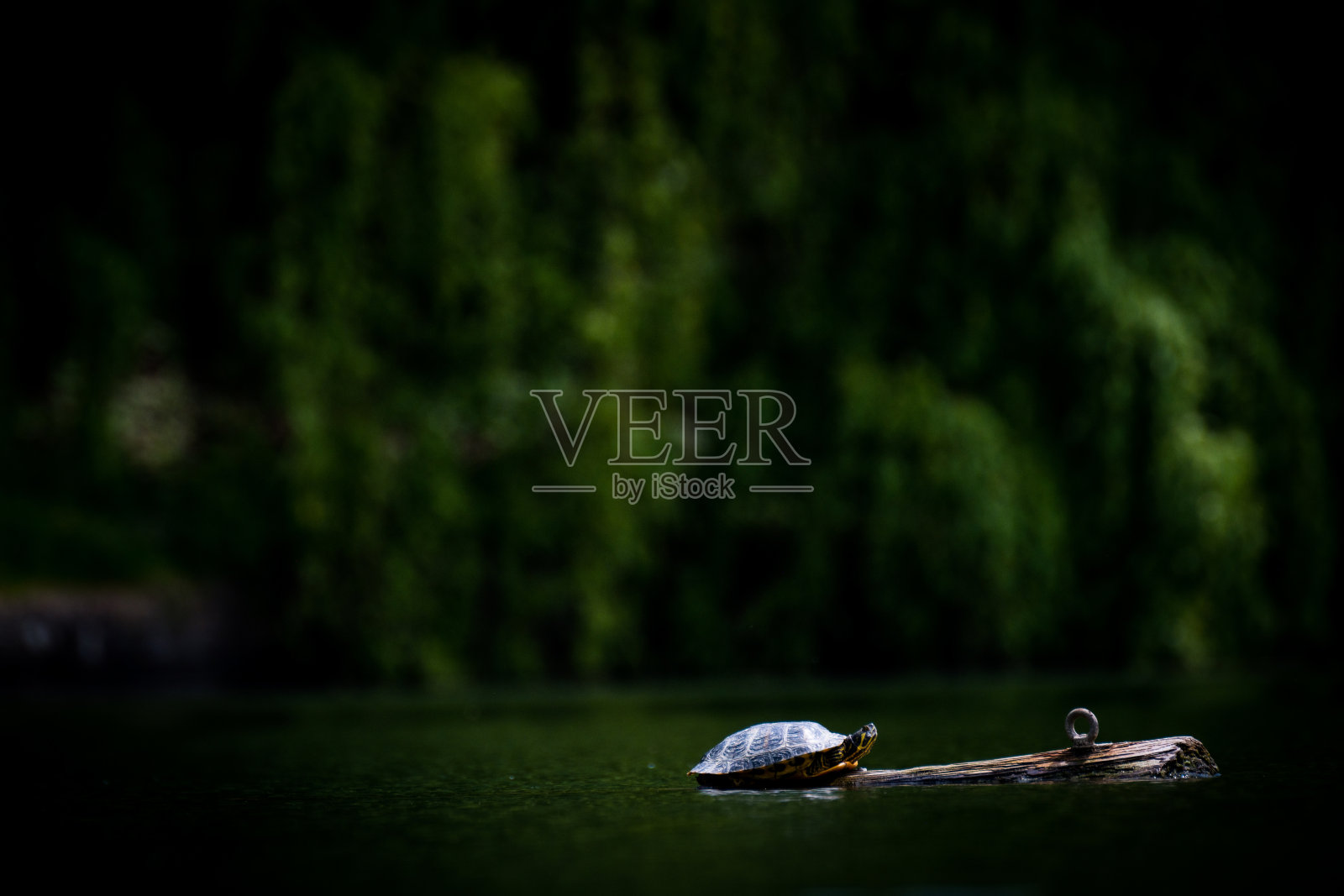 乌龟坐在湖中心的一根木头上照片摄影图片