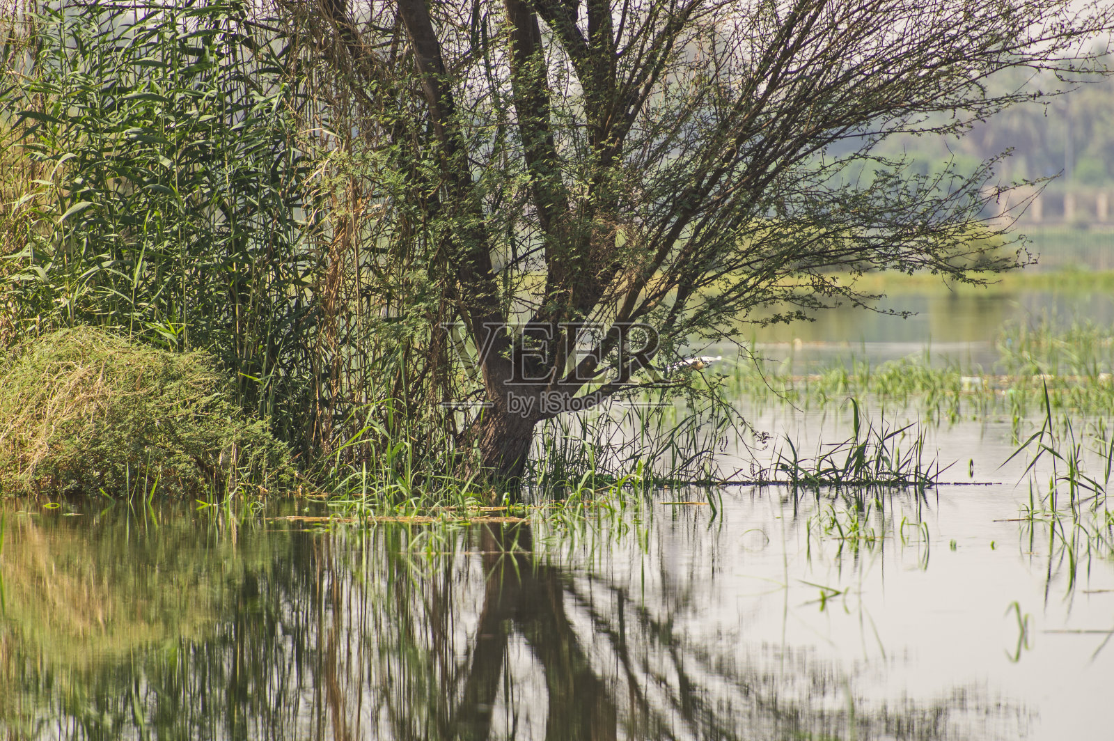 倒影在水 inundada 草地中的树照片摄影图片