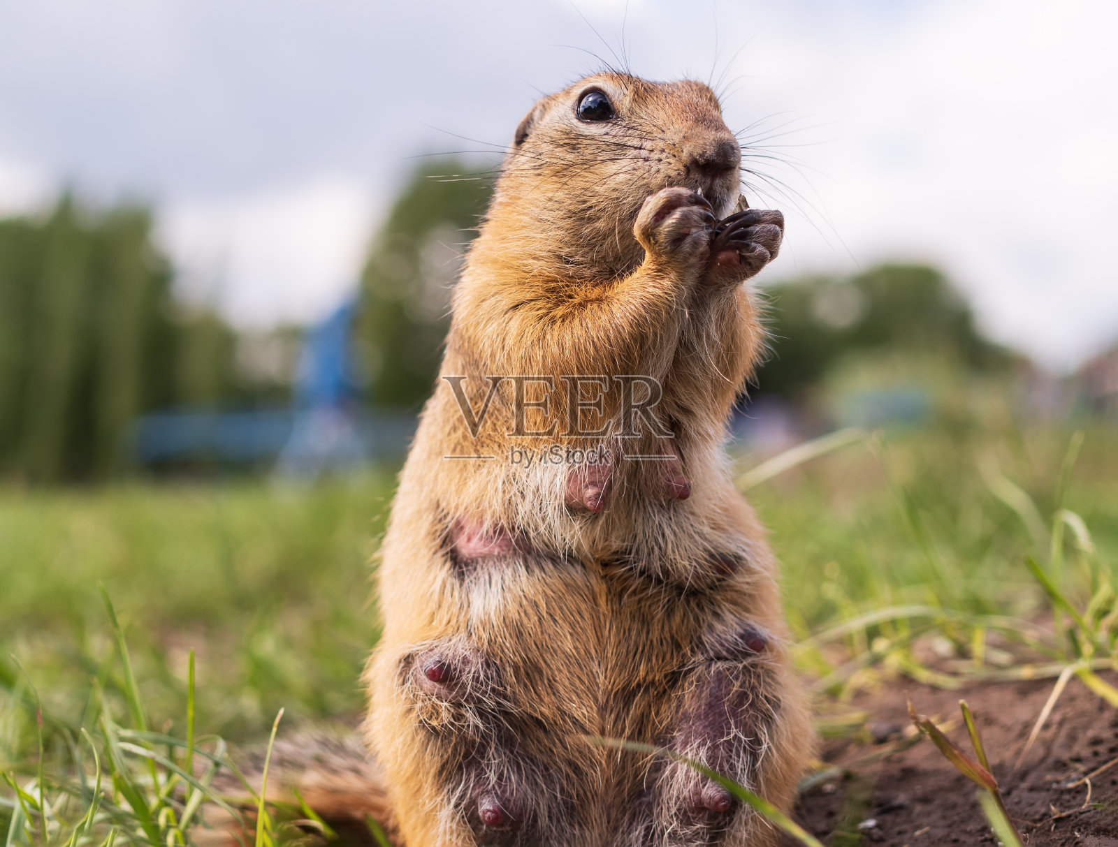 草坪上的欧洲地鼠。特写镜头。啮齿动物肖像照片摄影图片