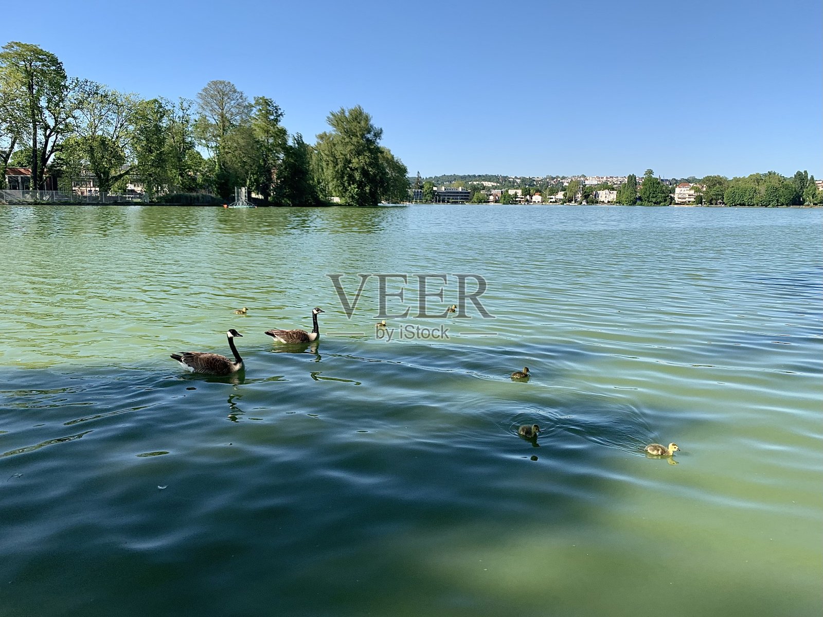 鹅和小鹅在谈论日子的到来。照片摄影图片