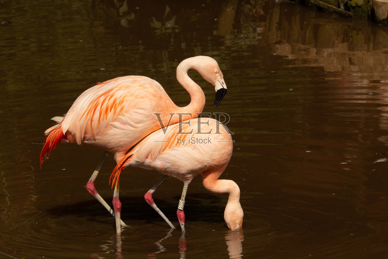 一对智利火烈鸟照片摄影图片