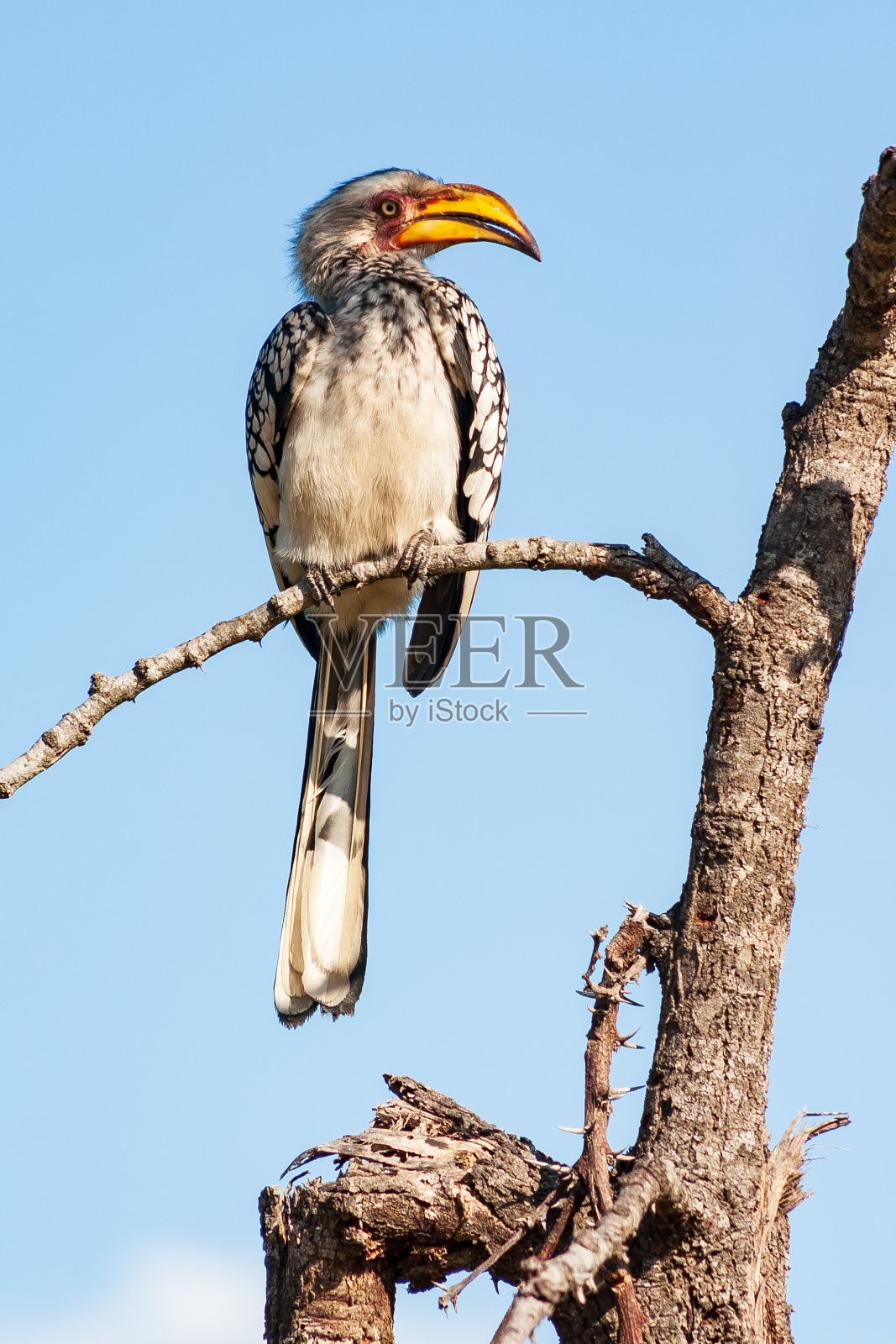 南非普马兰加克鲁格国家公园的雄性南黄嘴犀鸟照片摄影图片