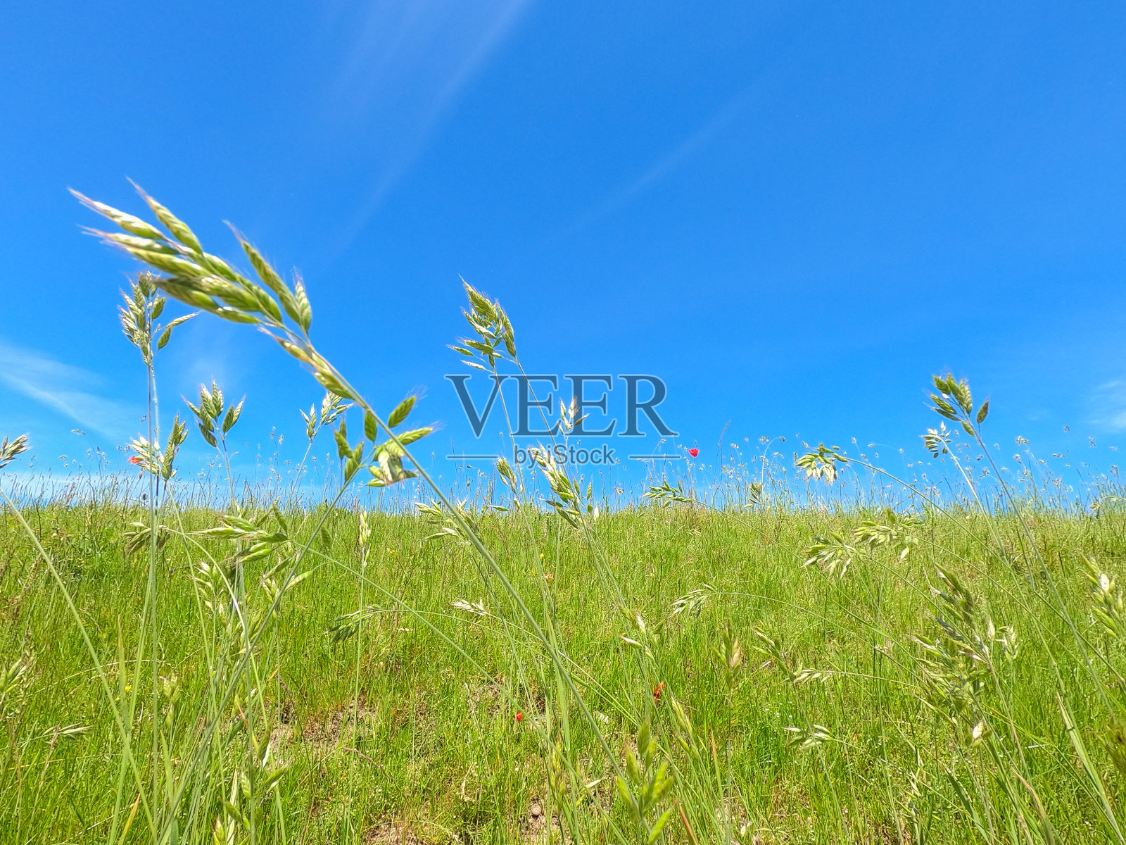 超广角动作镜头拍摄春天白天的森林和草地照片摄影图片