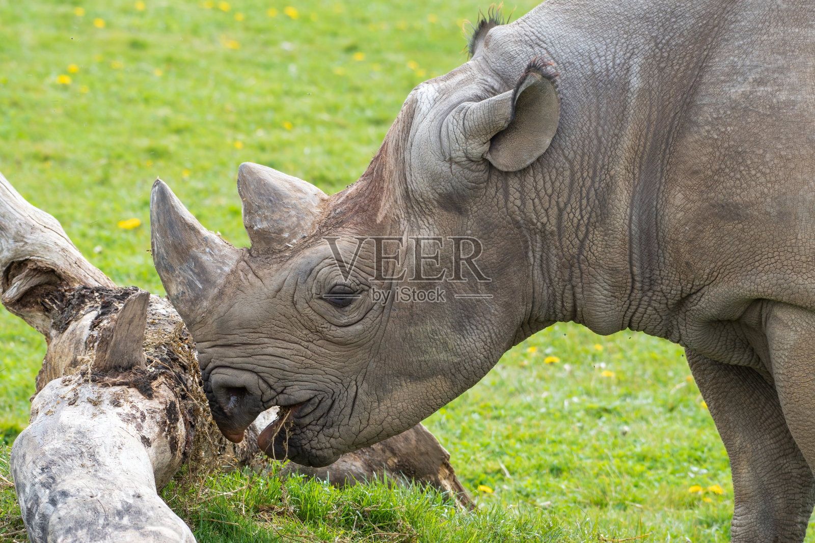 东部黑犀牛站在草地上觅食照片摄影图片