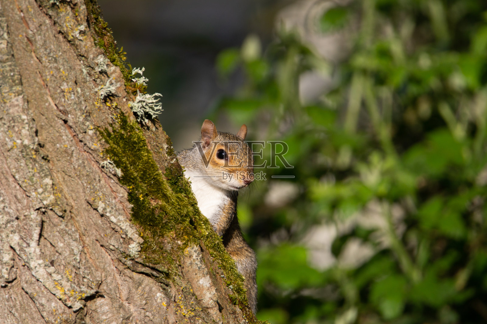 灰色的松鼠照片摄影图片
