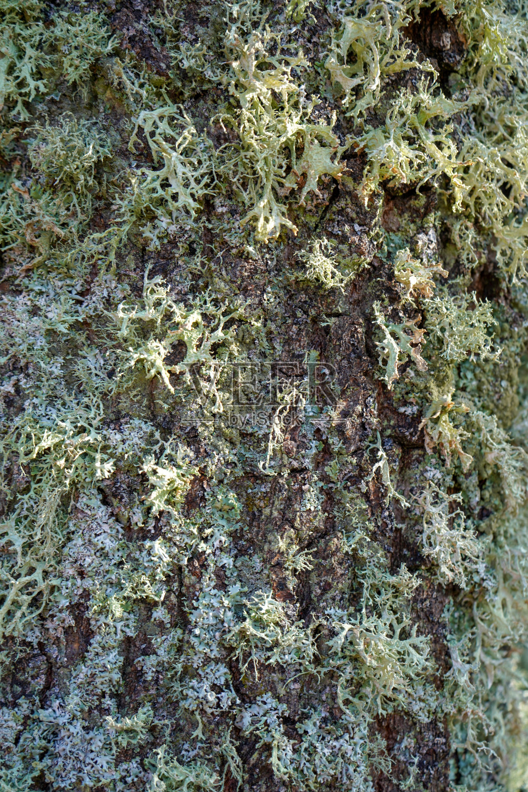 近距离观察生长在树皮上的苔藓照片摄影图片