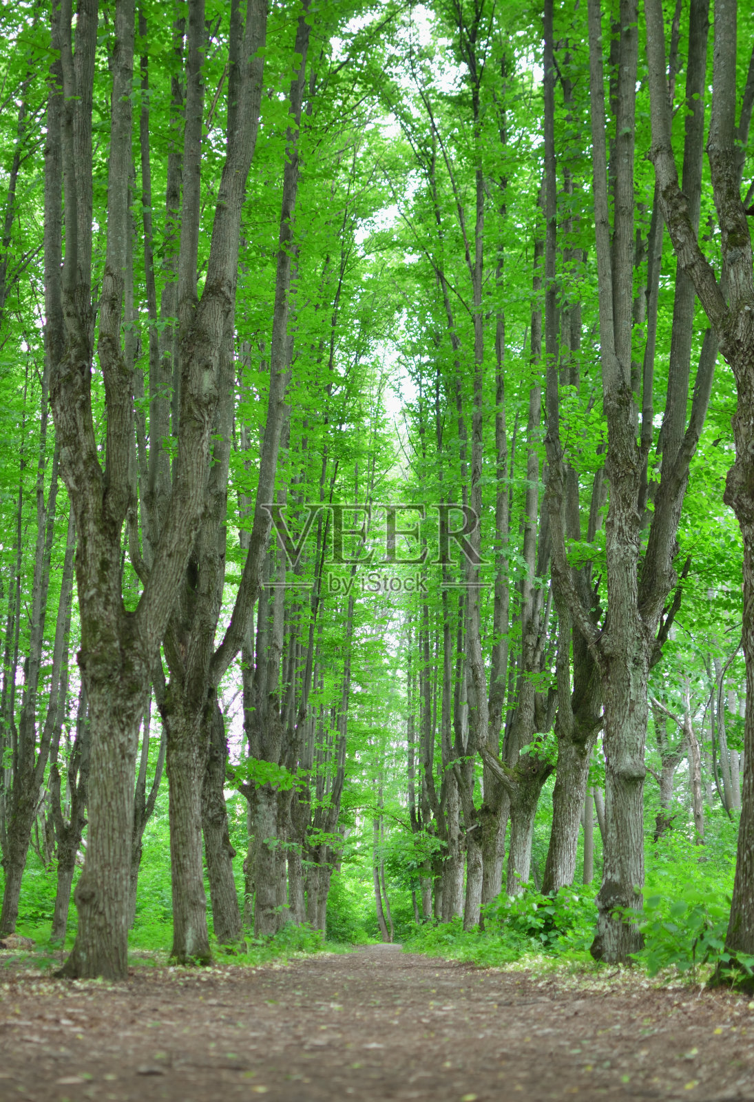 夏日清晨的森林照片摄影图片