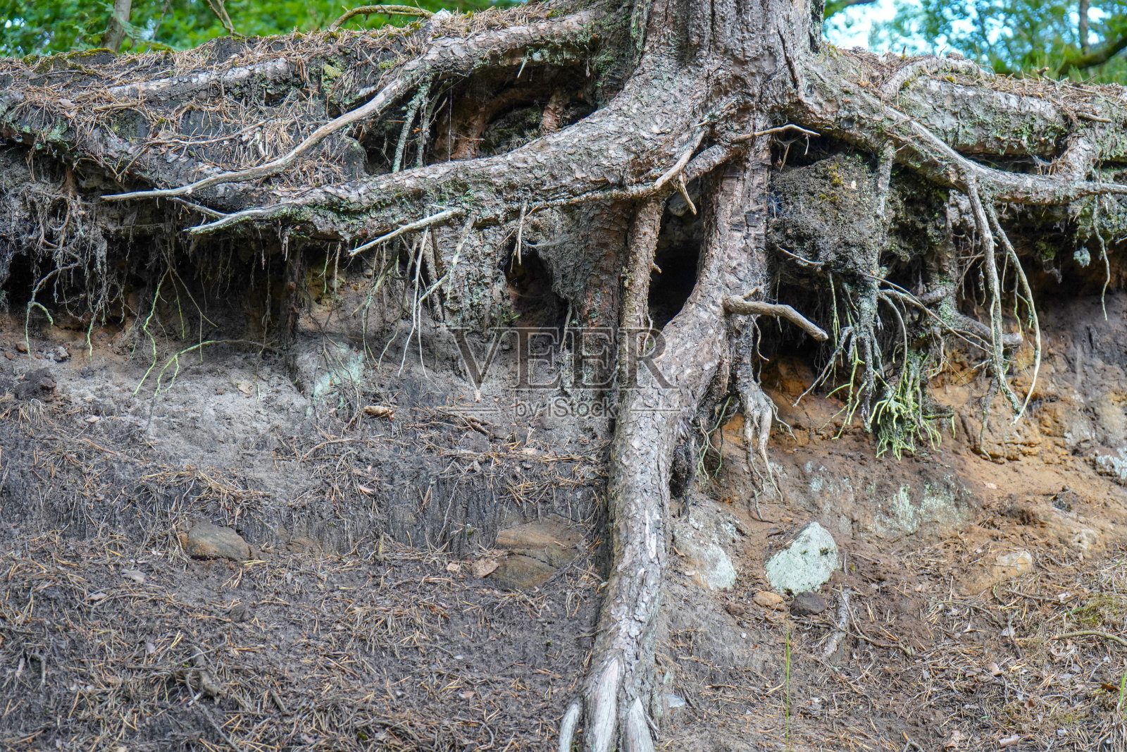 因土壤侵蚀而暴露的树根照片摄影图片