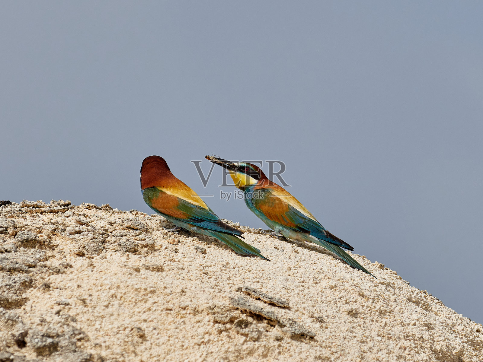 鸟栖息在岩石上的特写镜头照片摄影图片