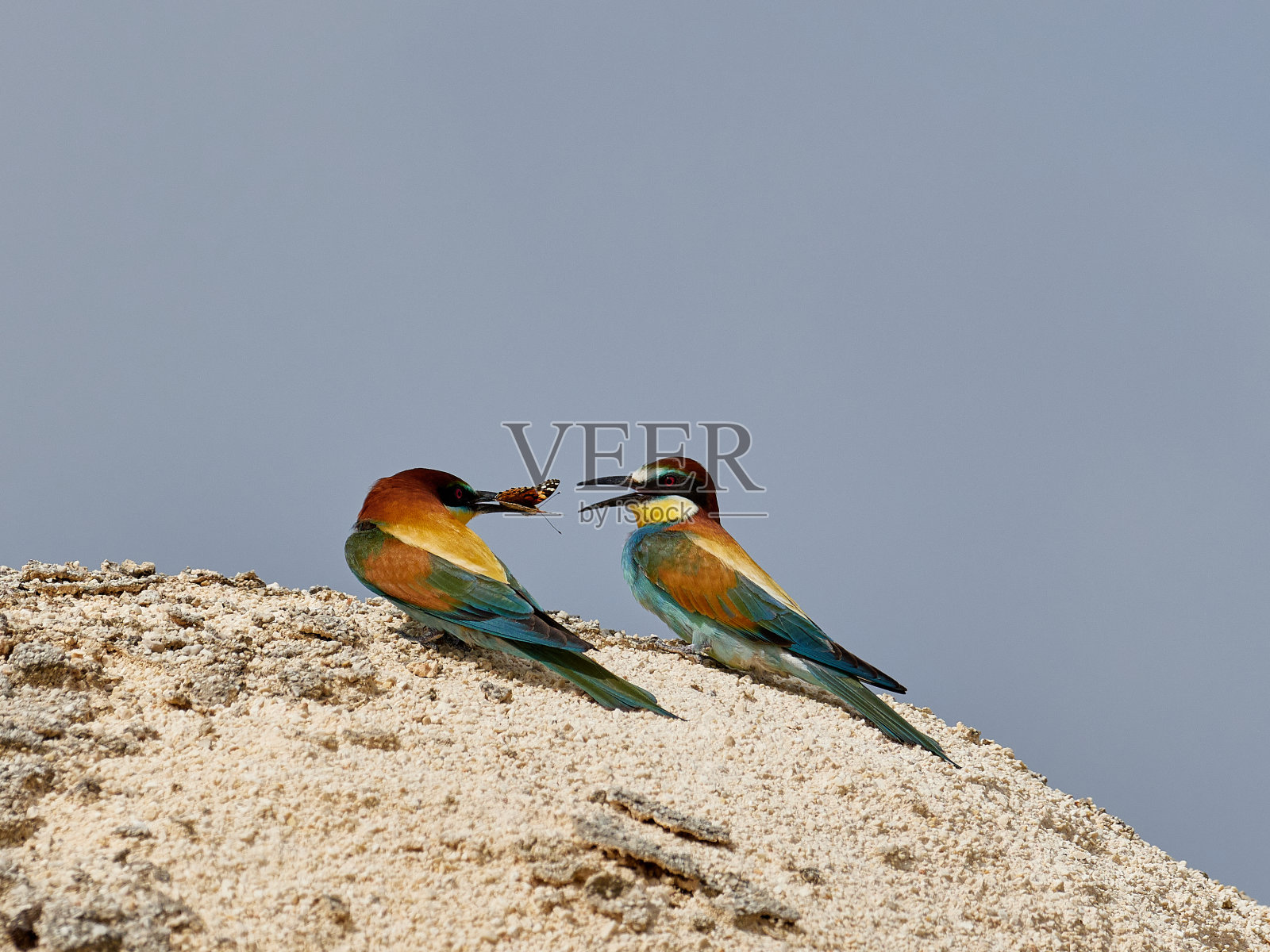 栖息在岩石上的鸟的特写镜头照片摄影图片