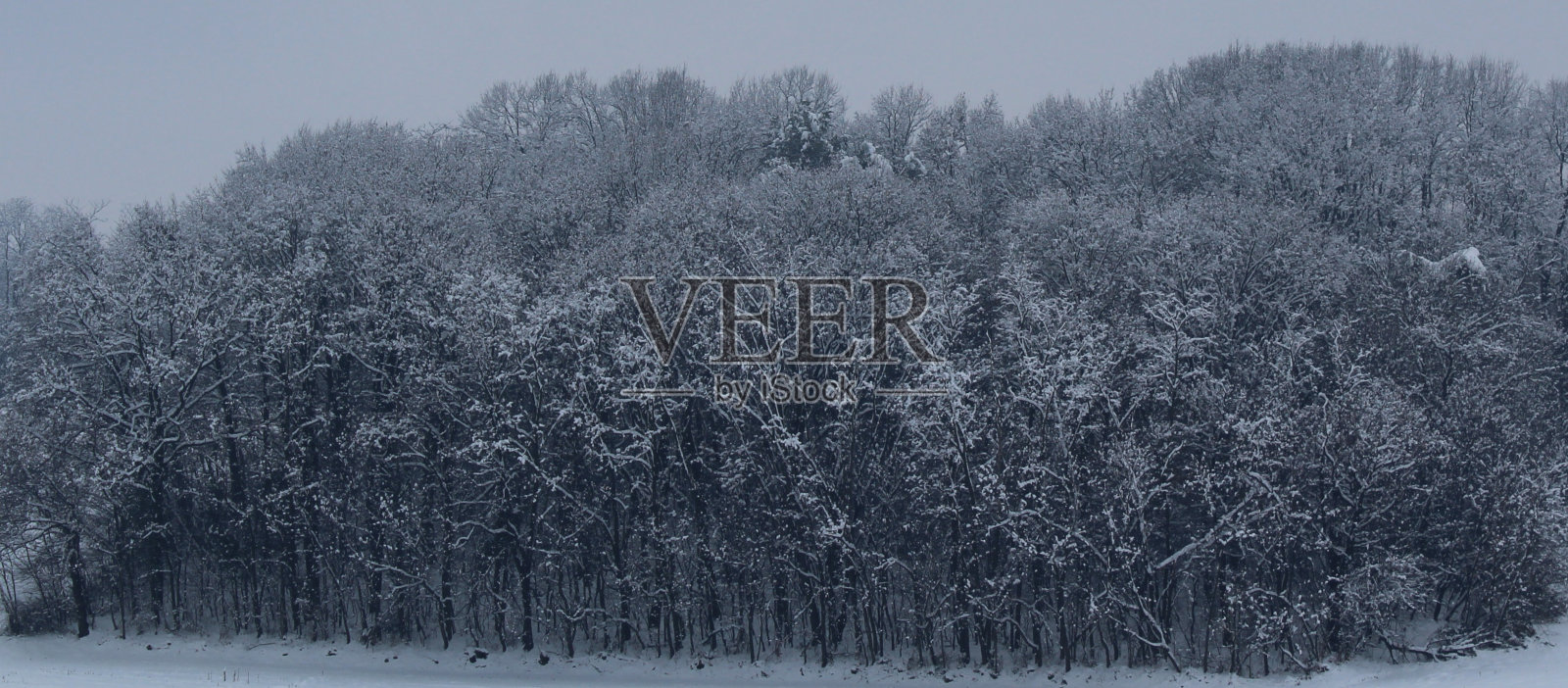 下雪的森林照片摄影图片