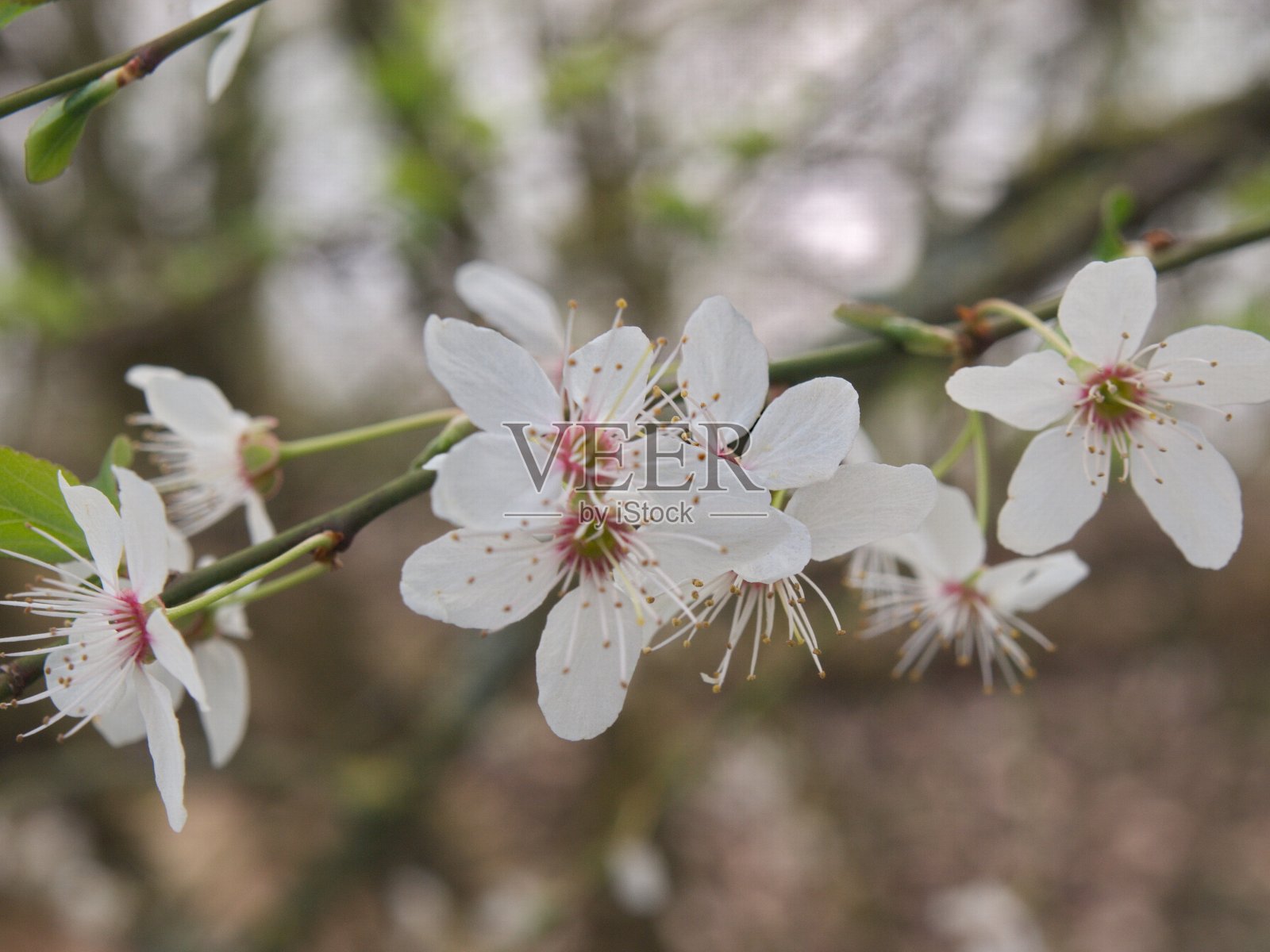 森林中的花朵照片摄影图片