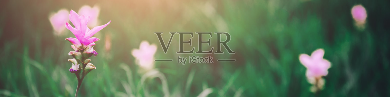 暹罗郁金香花在巴欣颜国家公园泰国Chaiyaphum照片摄影图片