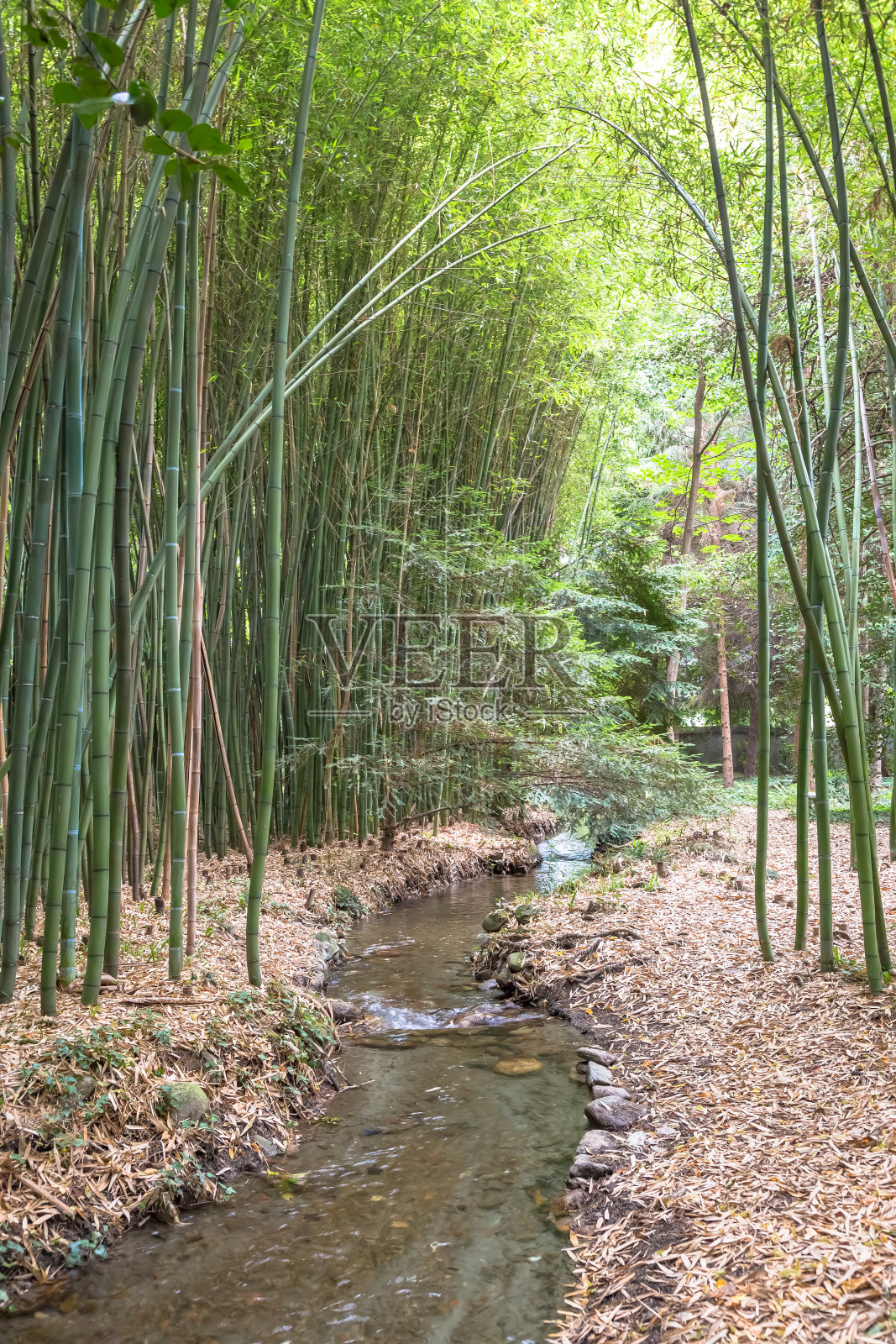 竹子植物园。禅、环境、绿色生活理念。照片摄影图片