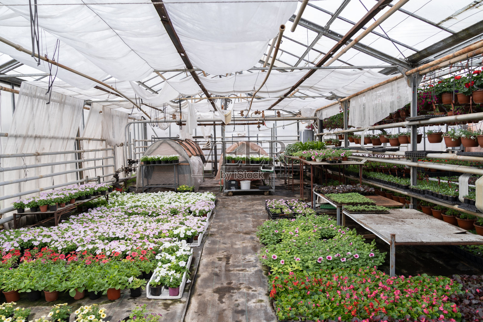 温室里的春天:季节性矮牵牛花在移植到户外之前在盒子里开花照片摄影图片