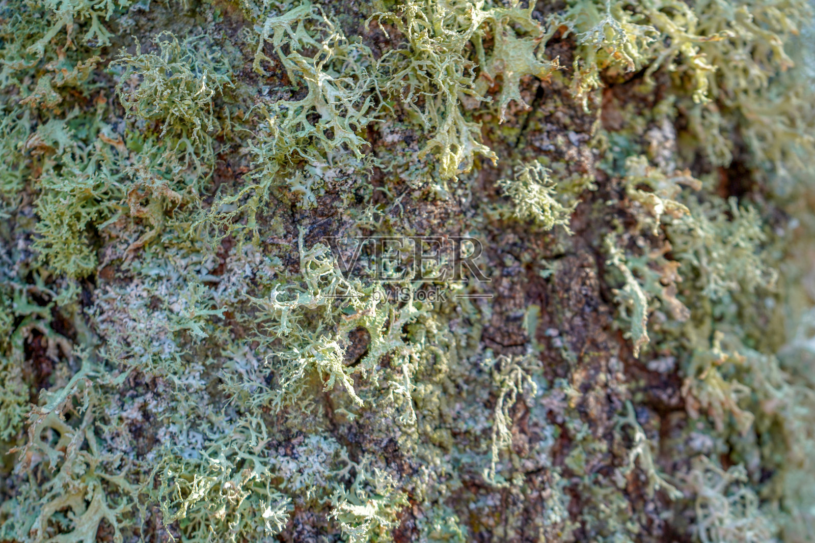 近距离观察生长在树皮上的苔藓照片摄影图片