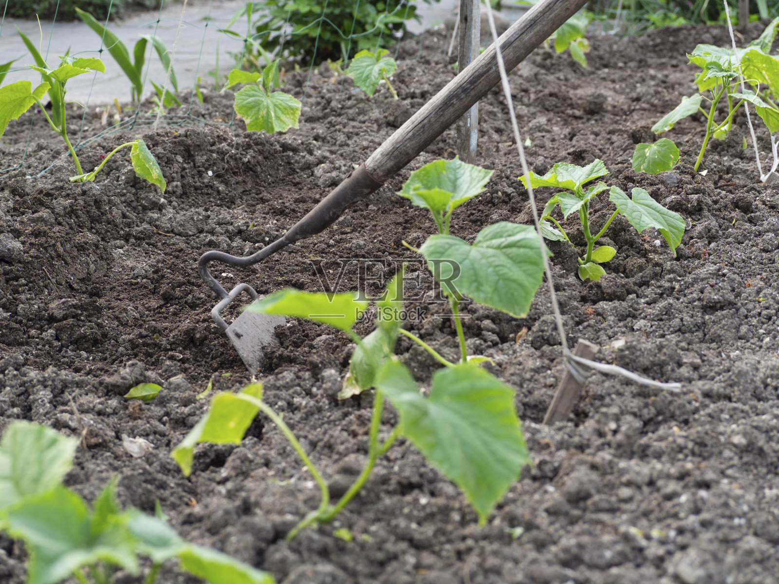 用锄头在苗床上除草。在农场中种植有机蔬菜。照片摄影图片