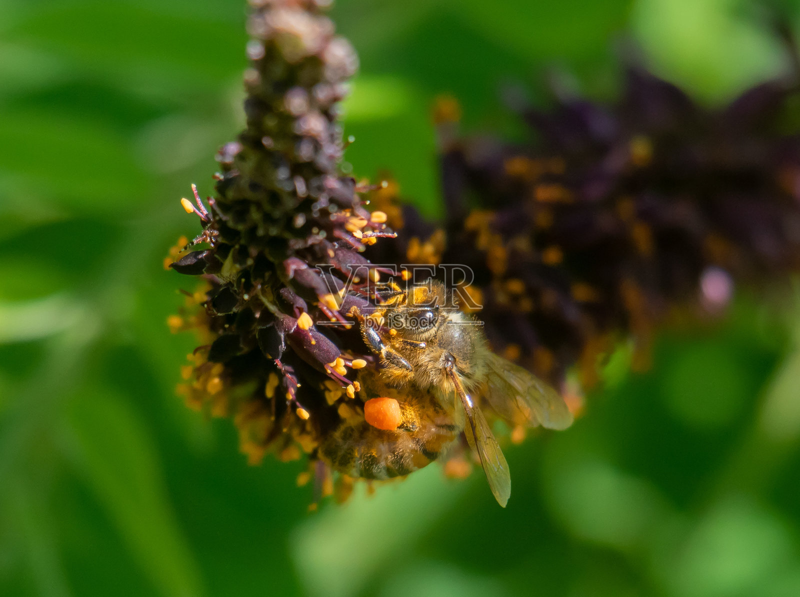 漆树花上的蜜蜂照片摄影图片