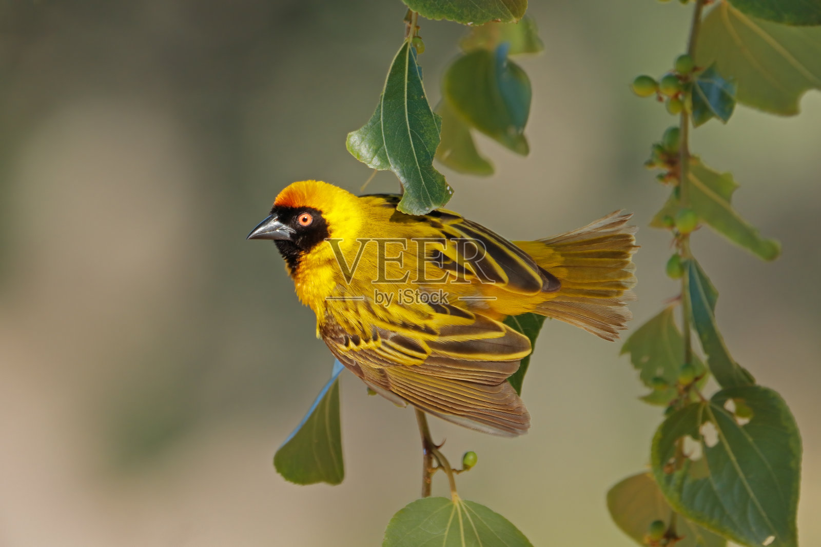 一种雄性的较小的蒙面织布工(Ploceus intermedius)，在南非的一个树枝上照片摄影图片