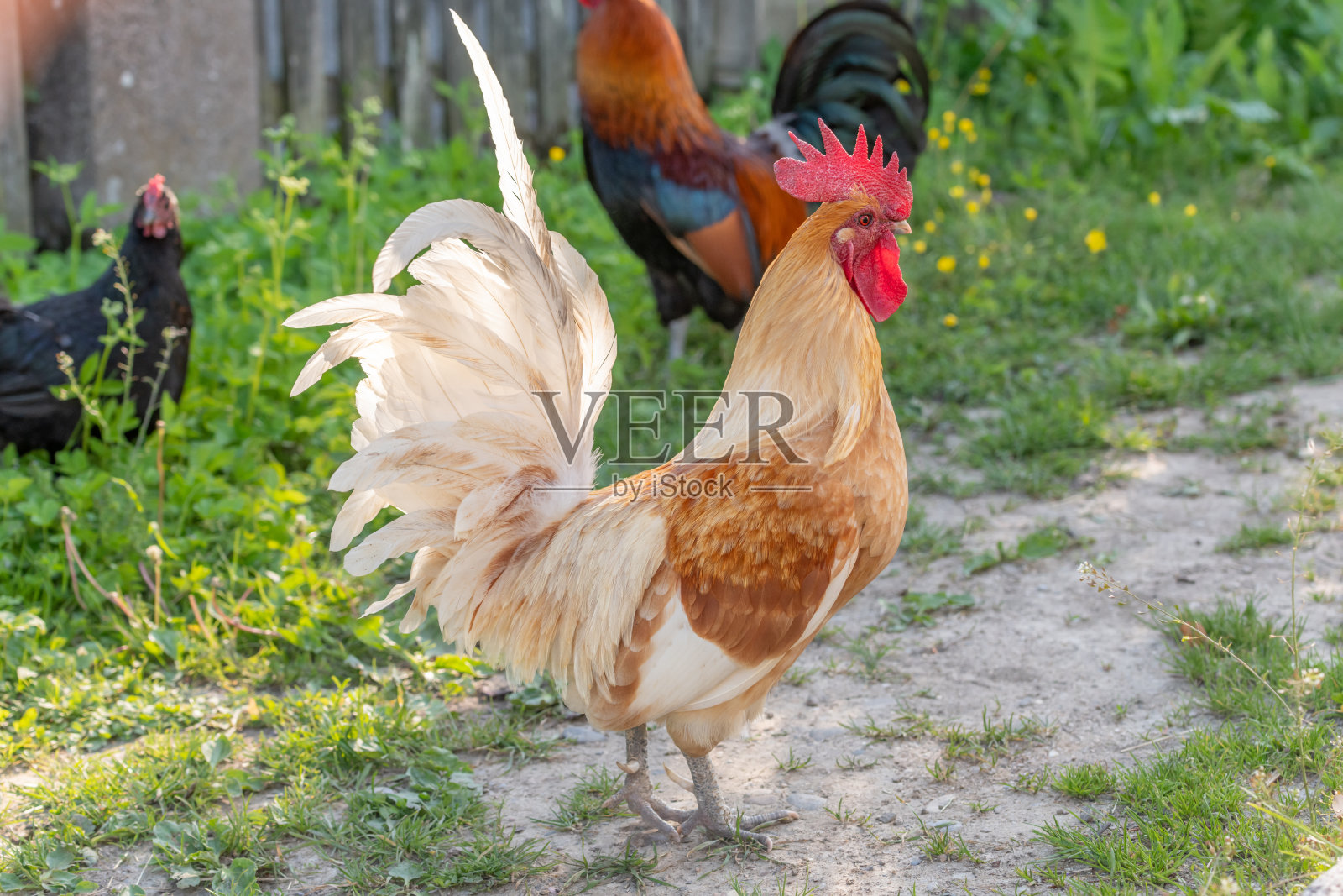 公鸡在农村的一个教育农场。照片摄影图片