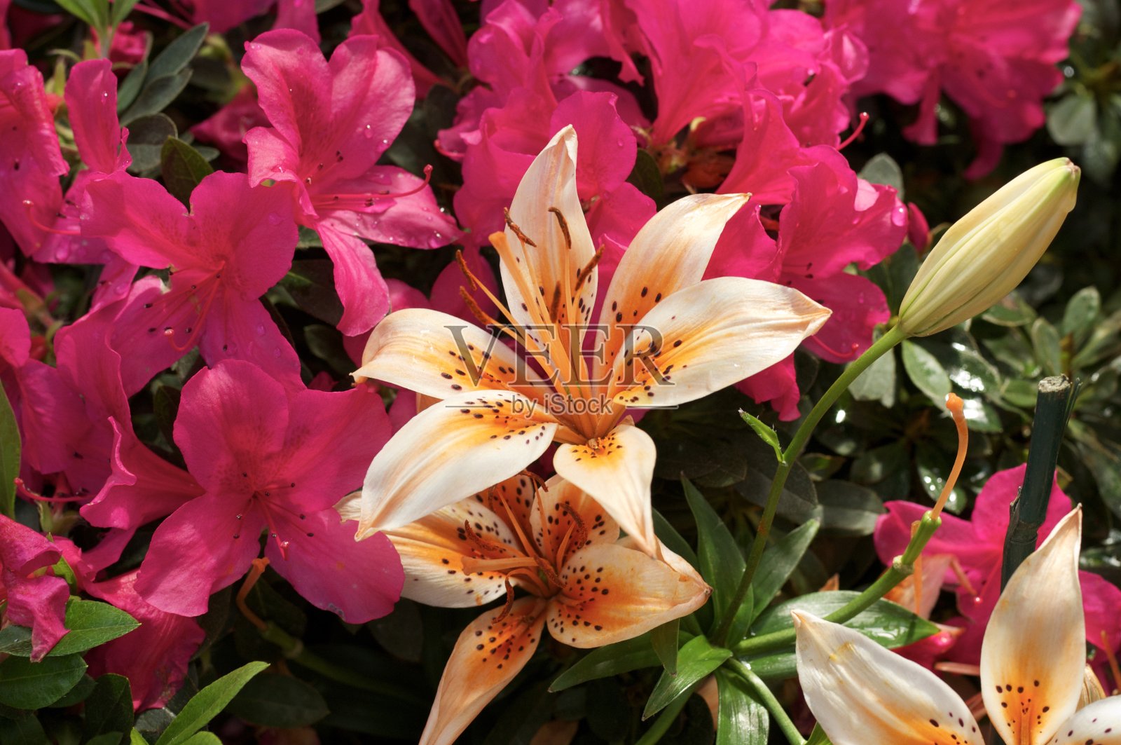 老虎百合照片摄影图片