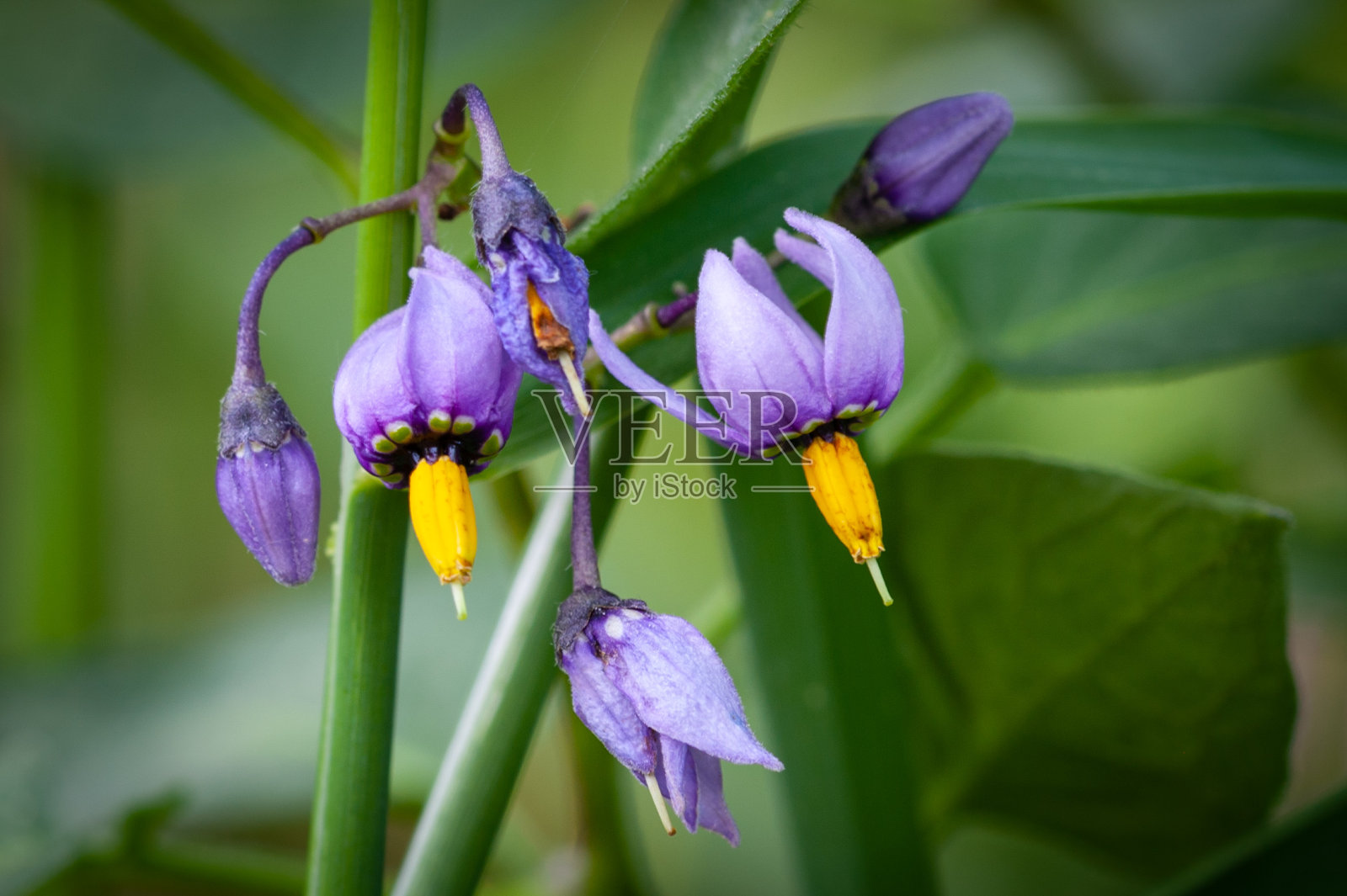 苦乐参半的照片摄影图片