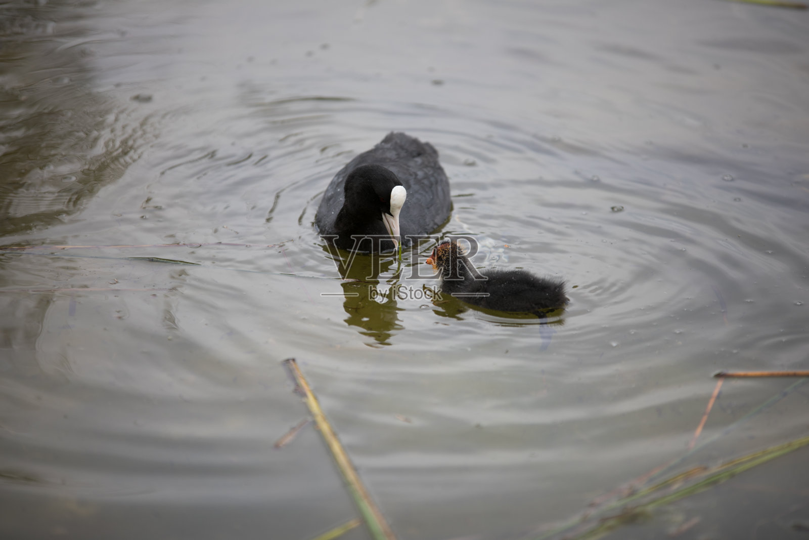 年轻的系泊母鸡照片摄影图片