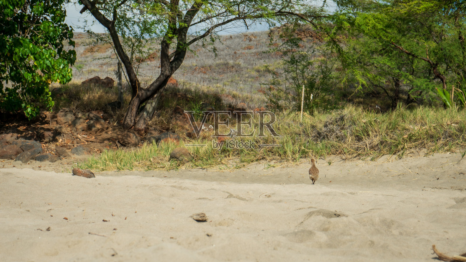 夏威夷海滩上的鸟照片摄影图片