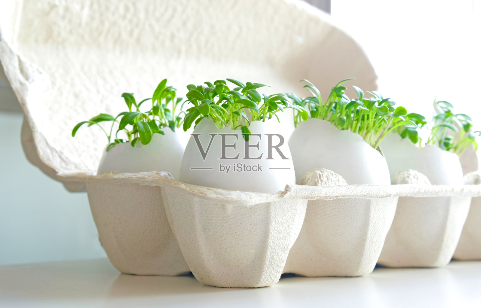 新鲜的微绿豆瓣菜生长在一个白色的鸡蛋壳里，在纸鸡蛋盒里。素食和健康的饮食观念。创意生态概念。“零浪费”。特写镜头。复活节旗帜。照片摄影图片