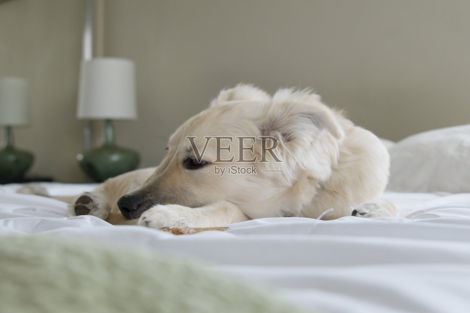 小狗照片摄影图片