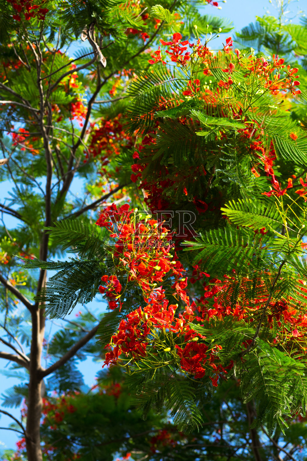 泰国开花的火焰树照片摄影图片