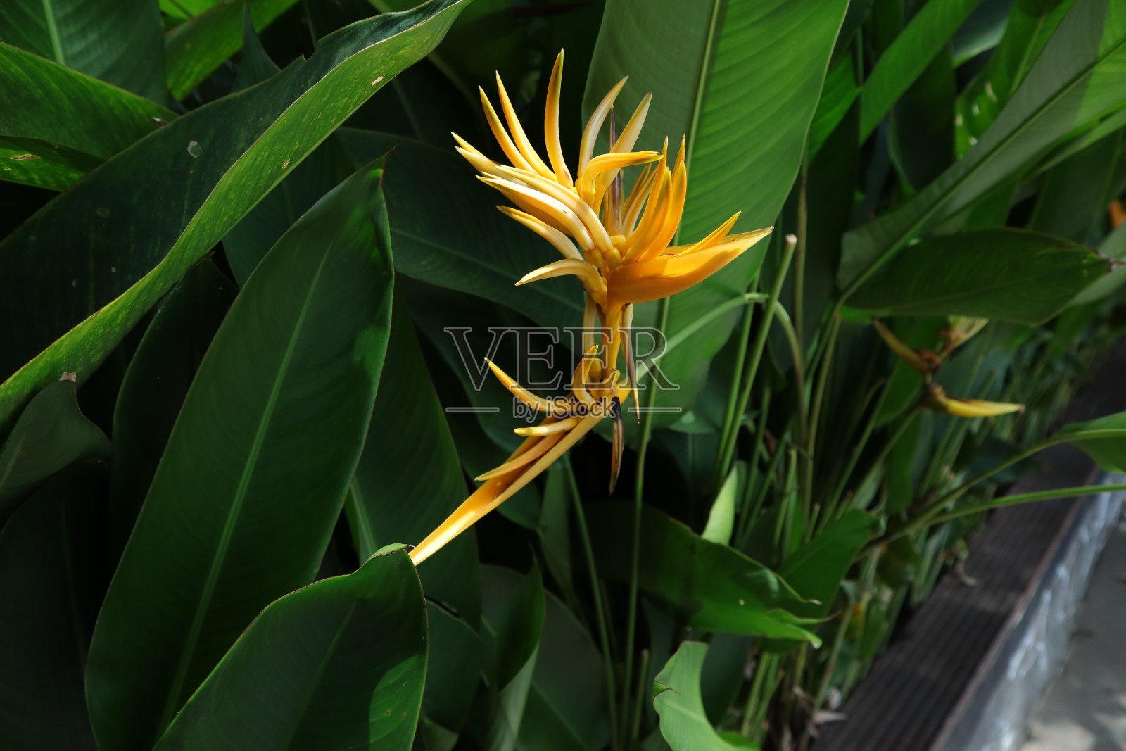 海里康属植物种花照片摄影图片