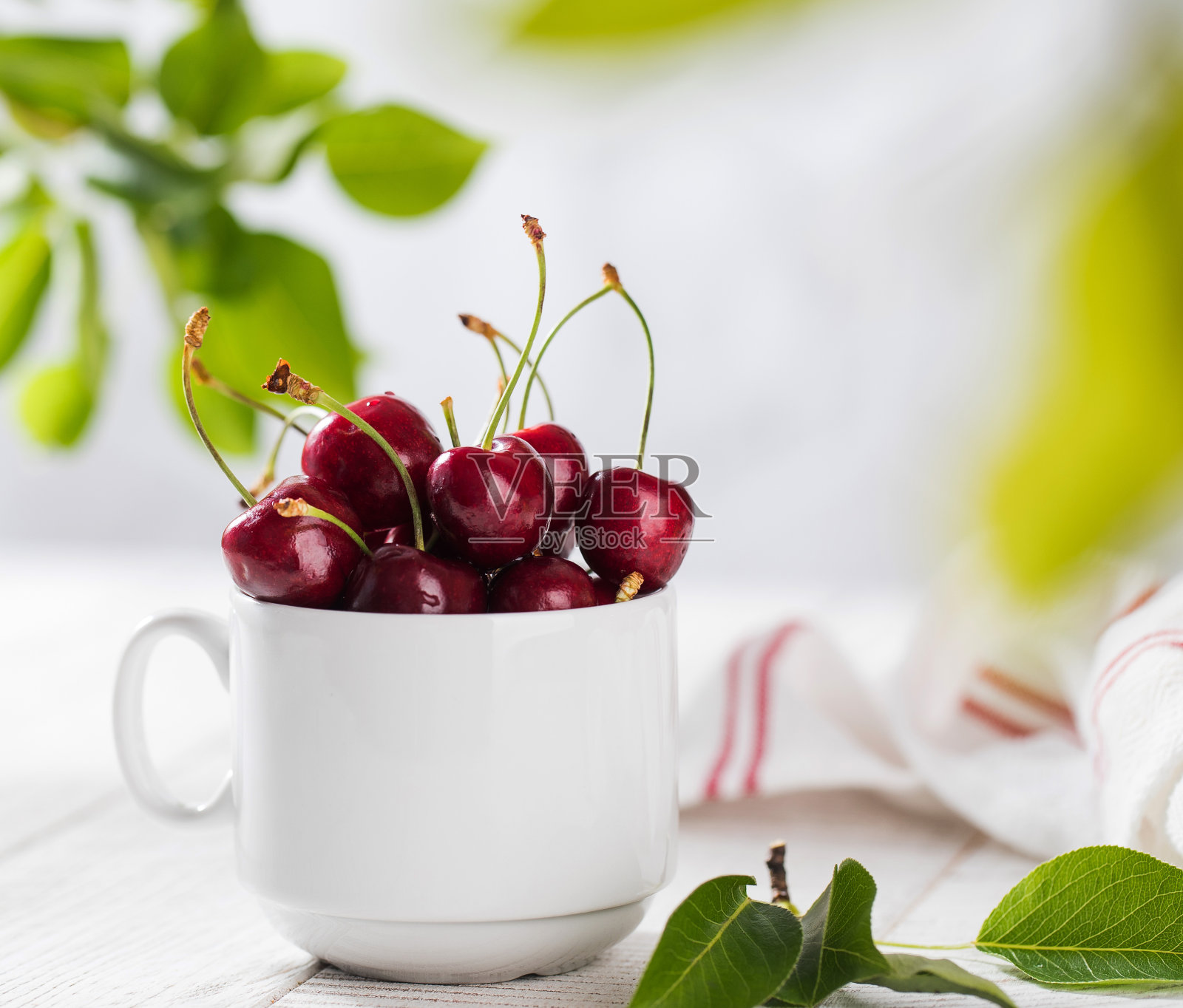 在树叶的背景上结成圆圈的成熟多汁的樱桃。副本的空间。照片摄影图片