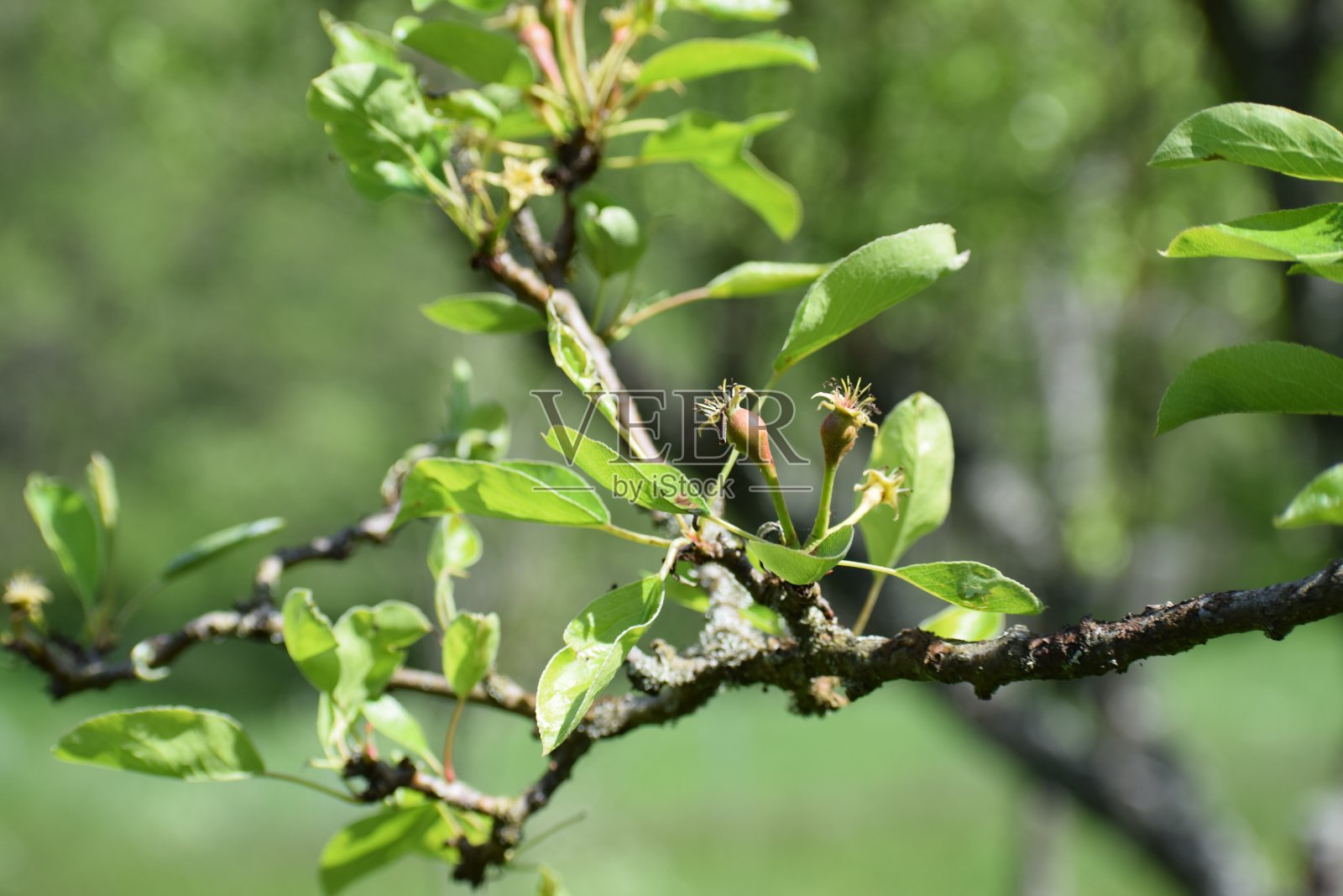 梨树开花的后期照片摄影图片