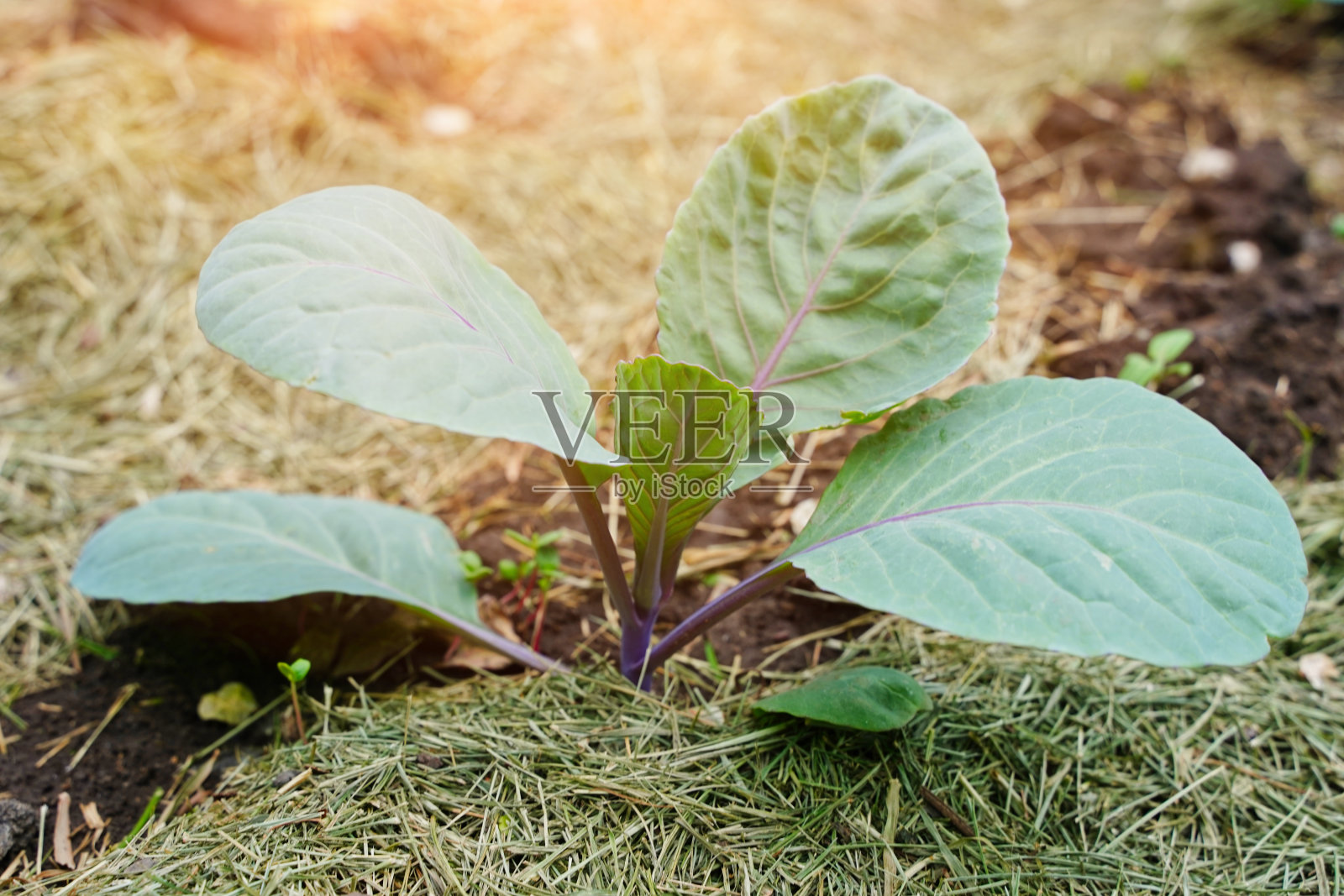园艺、栽培、养护植物理念:在城市园林中种植红甘蓝幼苗。照片摄影图片