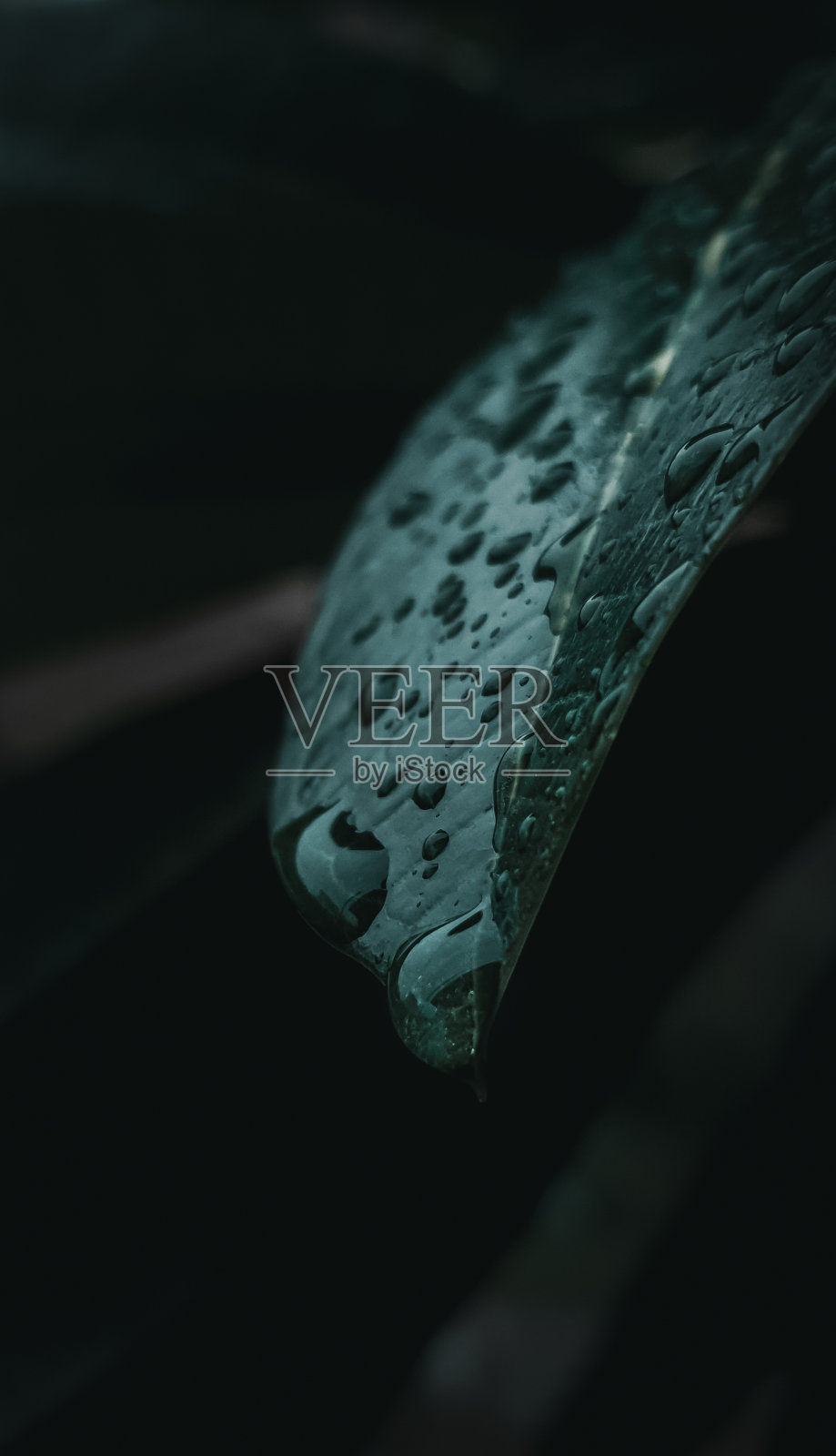 有水滴的叶子照片摄影图片