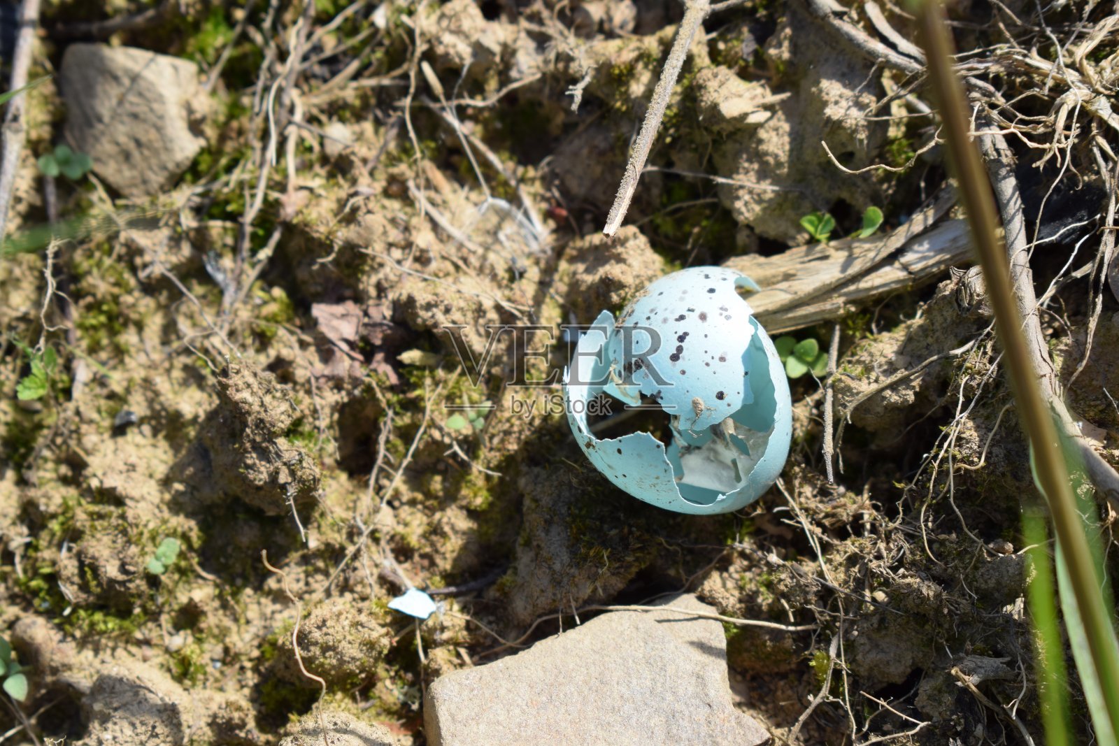 破碎的黑鸟卵照片摄影图片