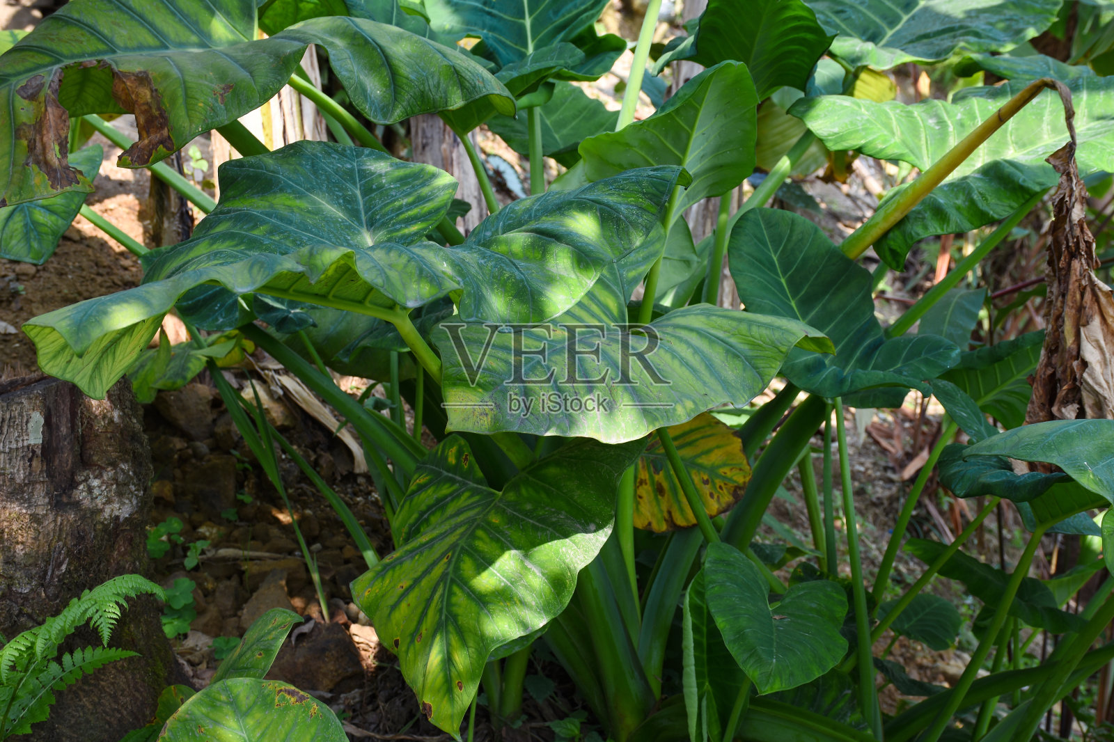 装饰的海芋与对照的叶子。照片摄影图片