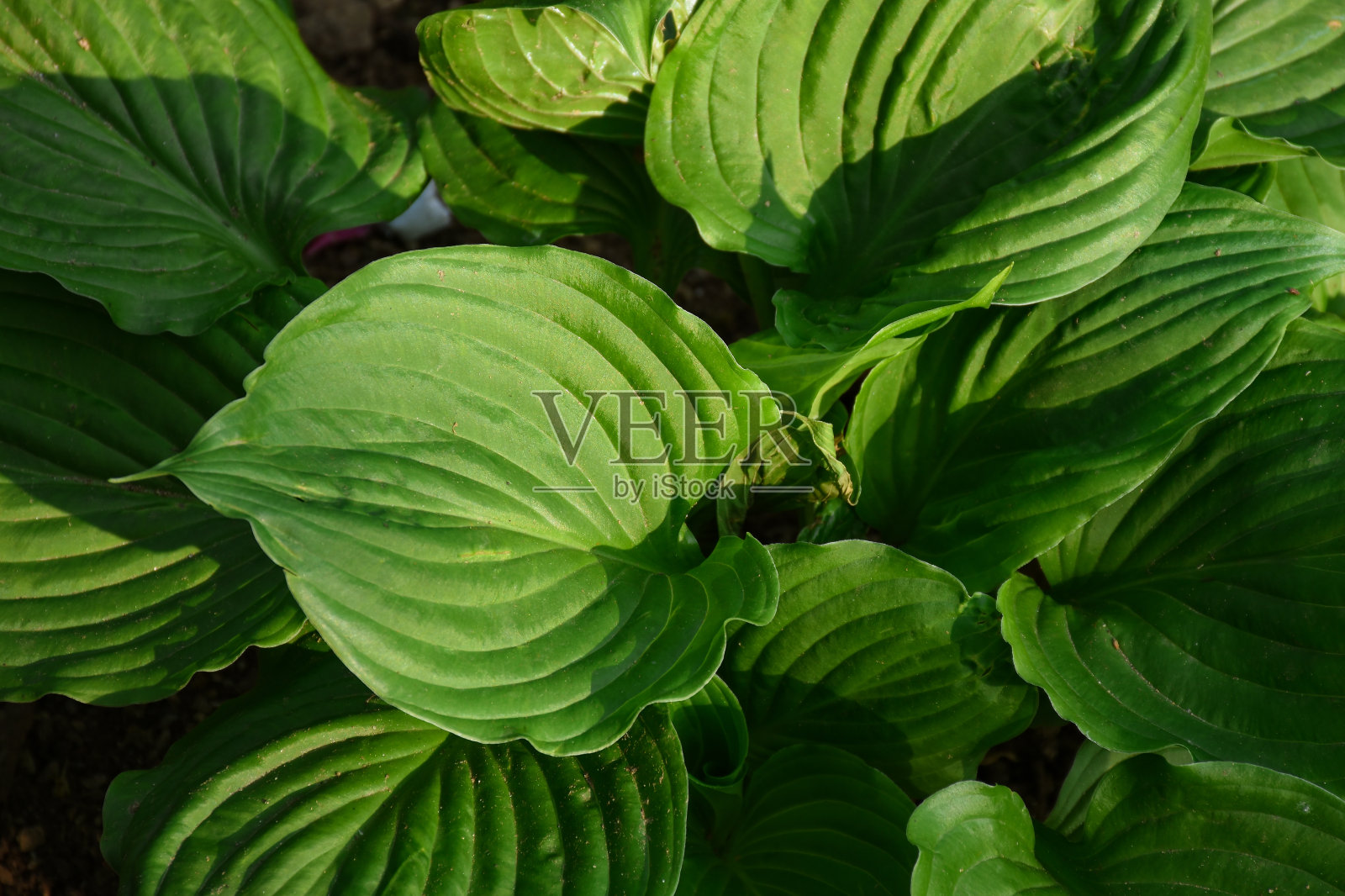 绿色圆形叶，有图案。照片摄影图片