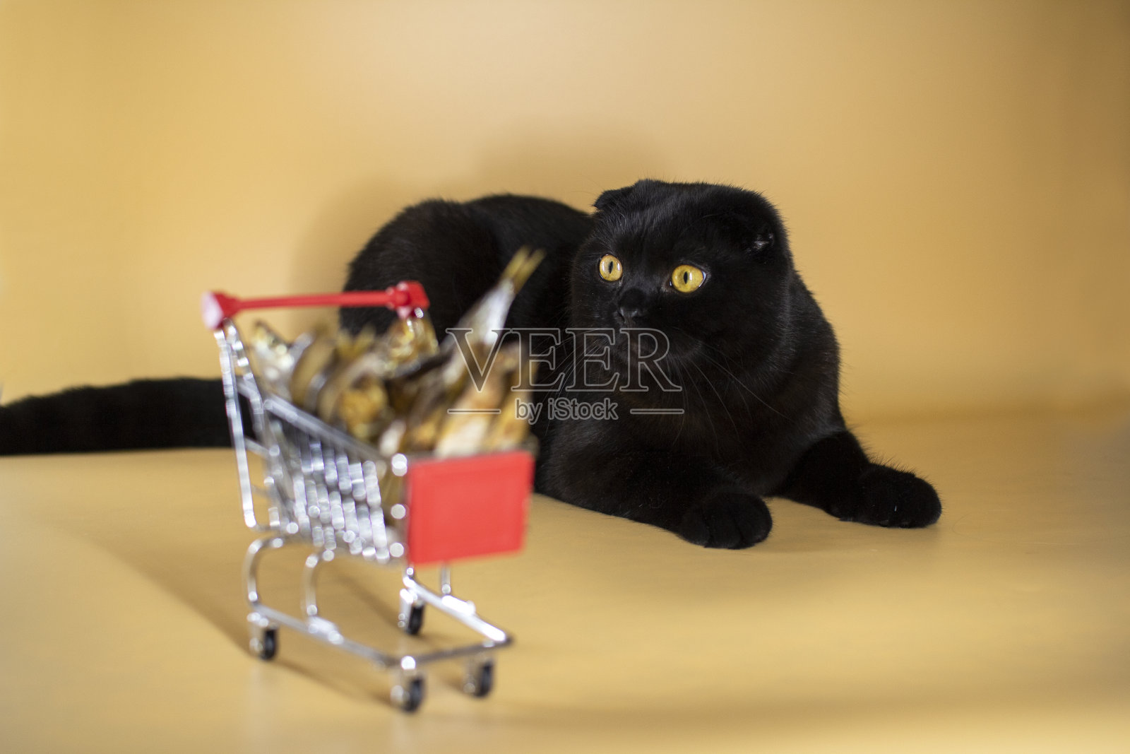 黑猫拿着一个装满鱼的购物篮照片摄影图片