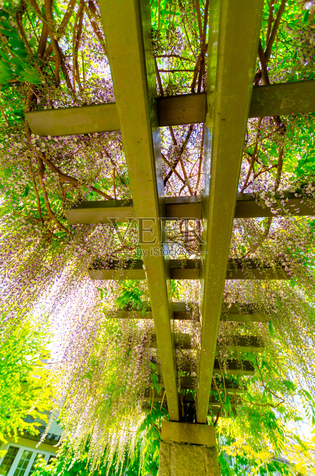 紫藤，花，开花，植物照片摄影图片