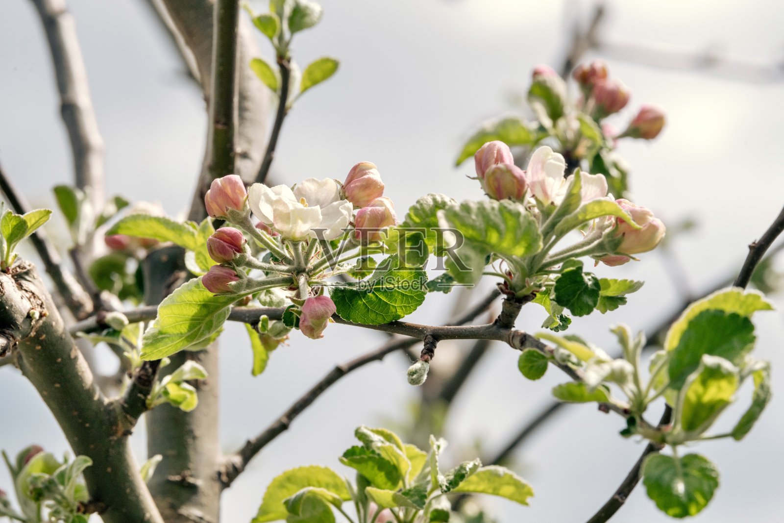 苹果花树照片摄影图片