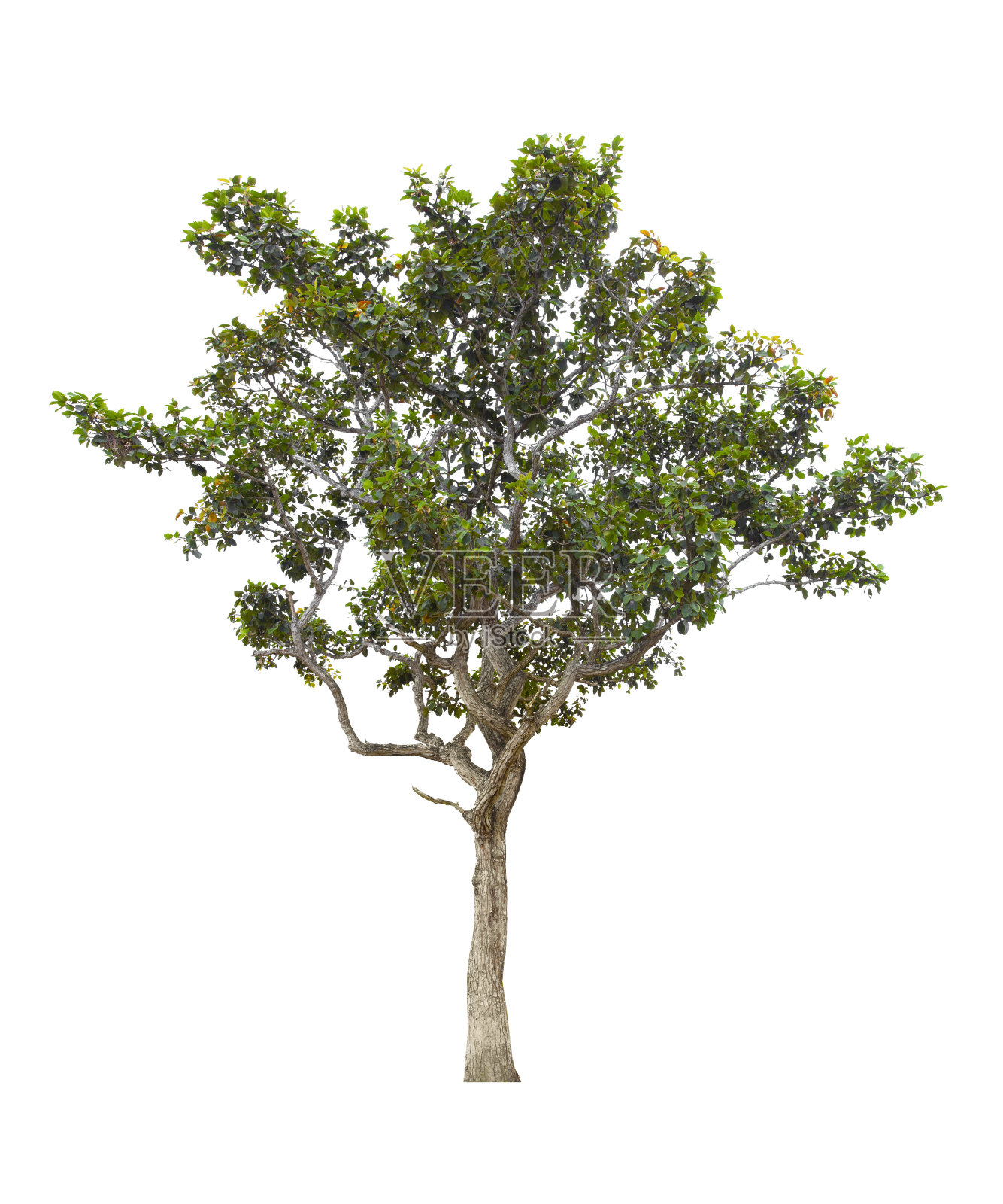 美丽的绿树孤立在白色照片摄影图片