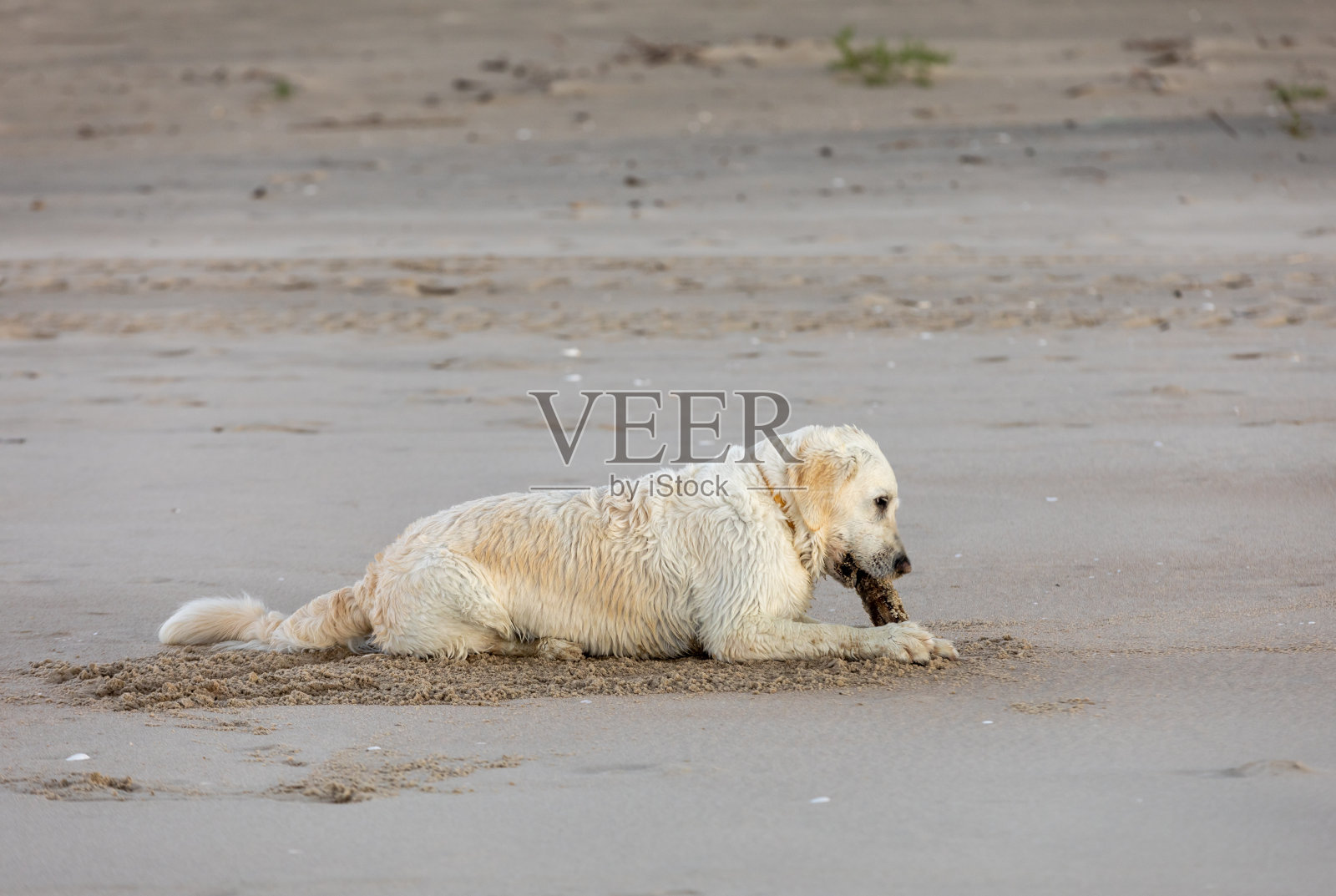 金毛猎犬在沙滩上玩水照片摄影图片