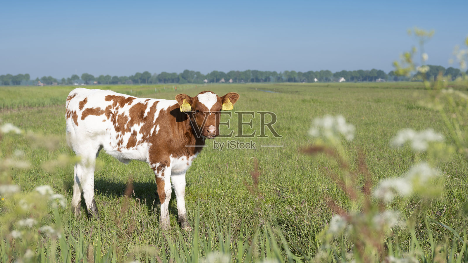 荷兰阿默斯福特附近鲜花盛开的夏季草地上的红棕色斑点牛犊照片摄影图片