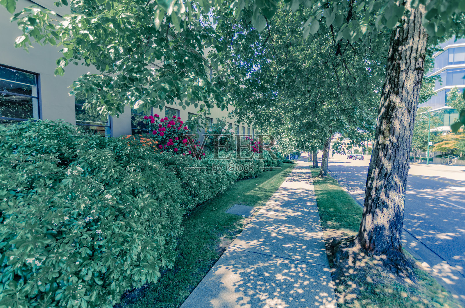 花园沿建筑物，植物照片摄影图片