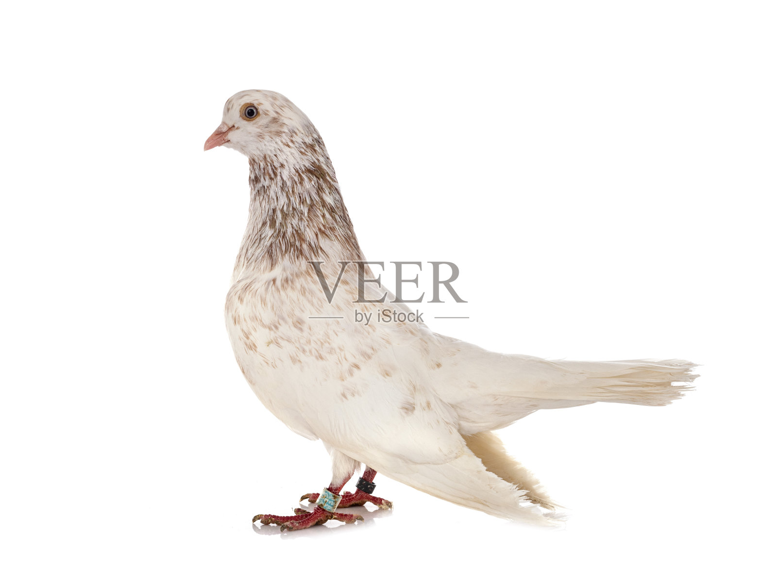 东方辊照片摄影图片