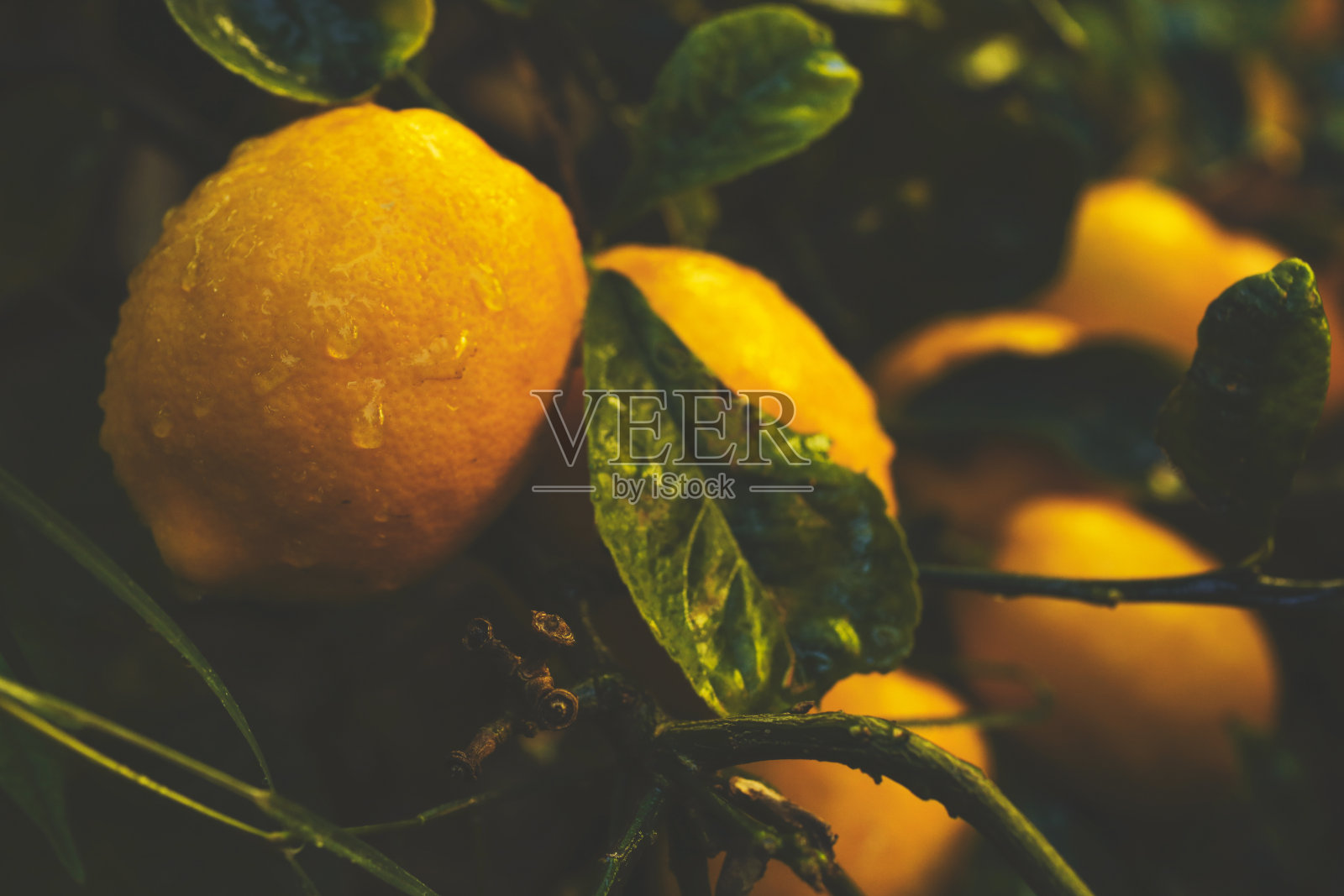 迈耶柠檬树照片摄影图片