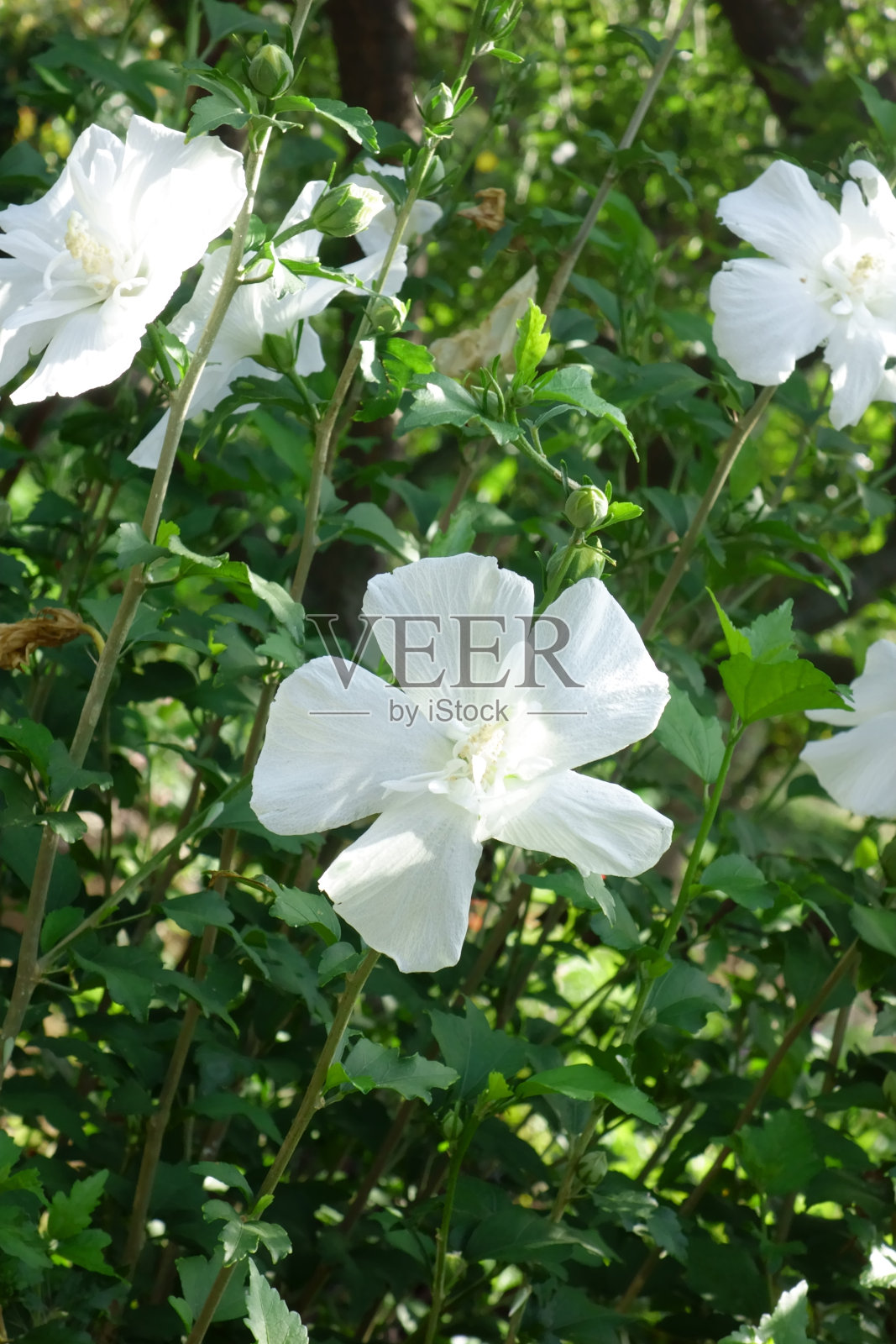 盛夏，优雅的果园里，白色灿烂而优雅的花瓣照片摄影图片